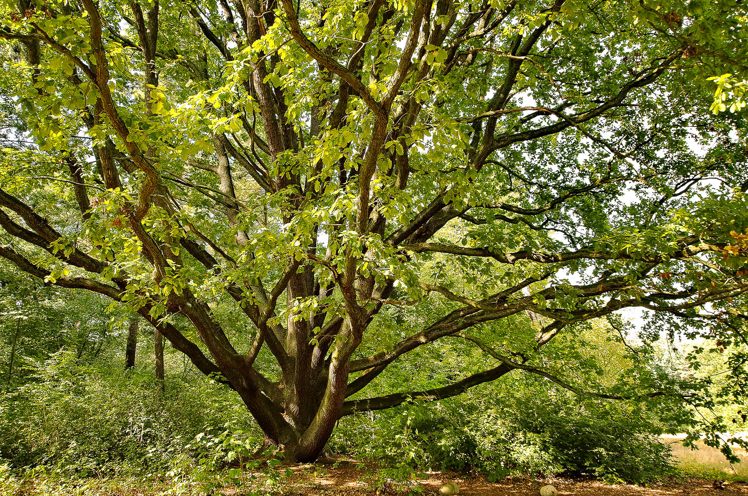 petraea Quercus