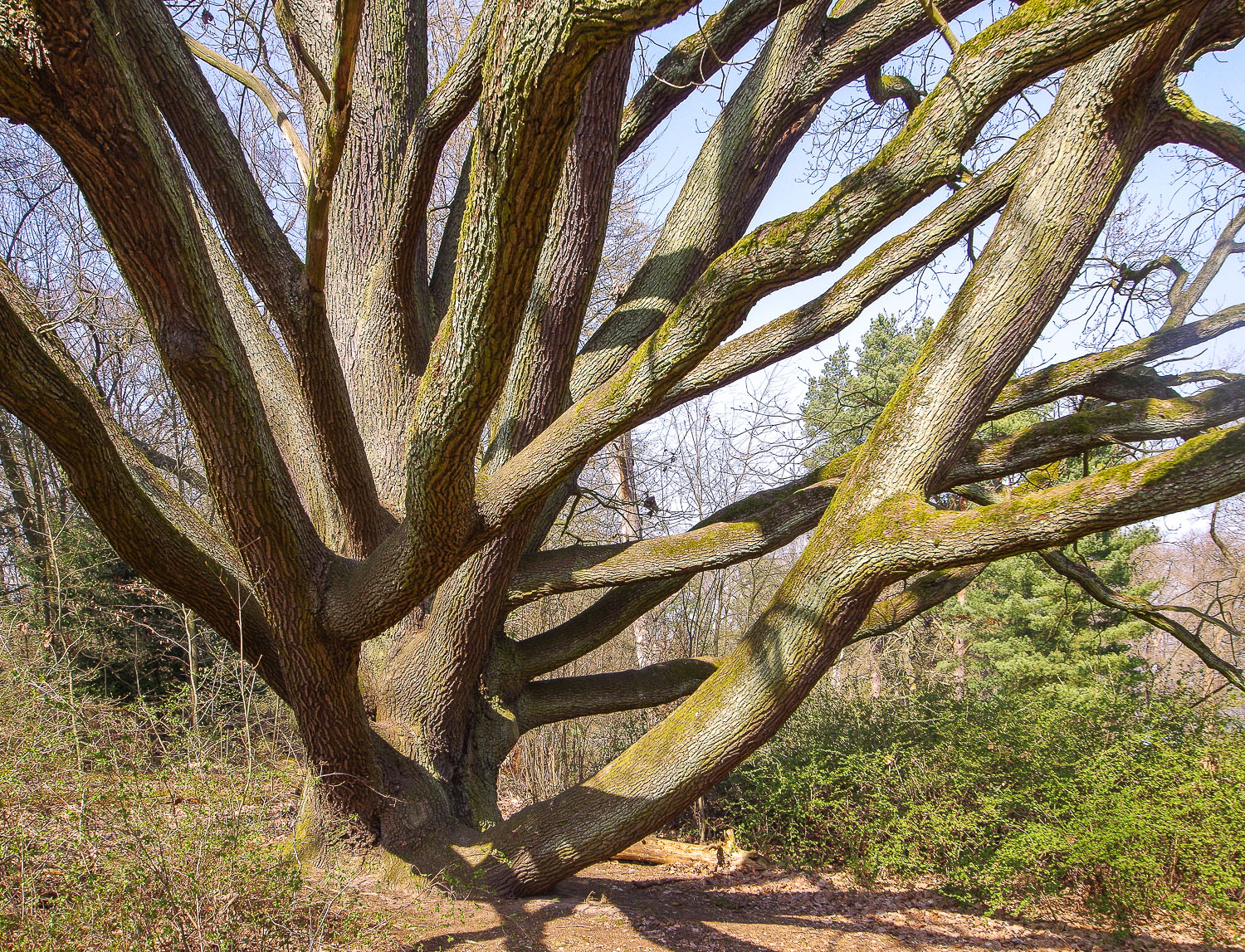 Quercus petraea - Pfaueninsel - April 2018