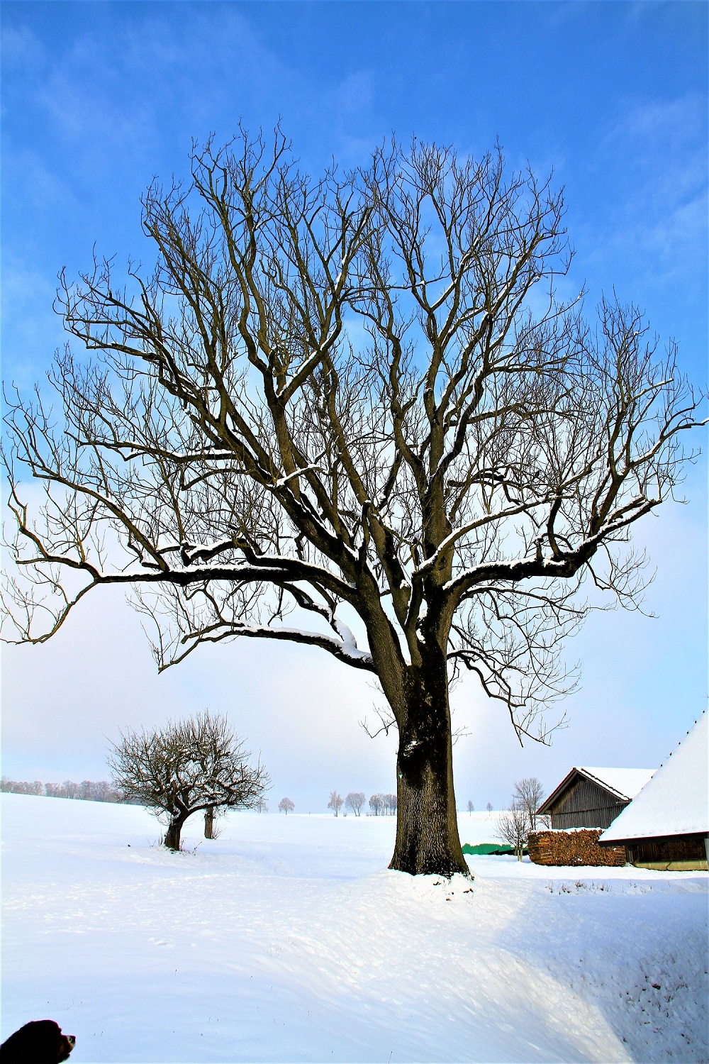 Salzdorfer Esche - Salzdorf bei Landshut - 09.01.2021