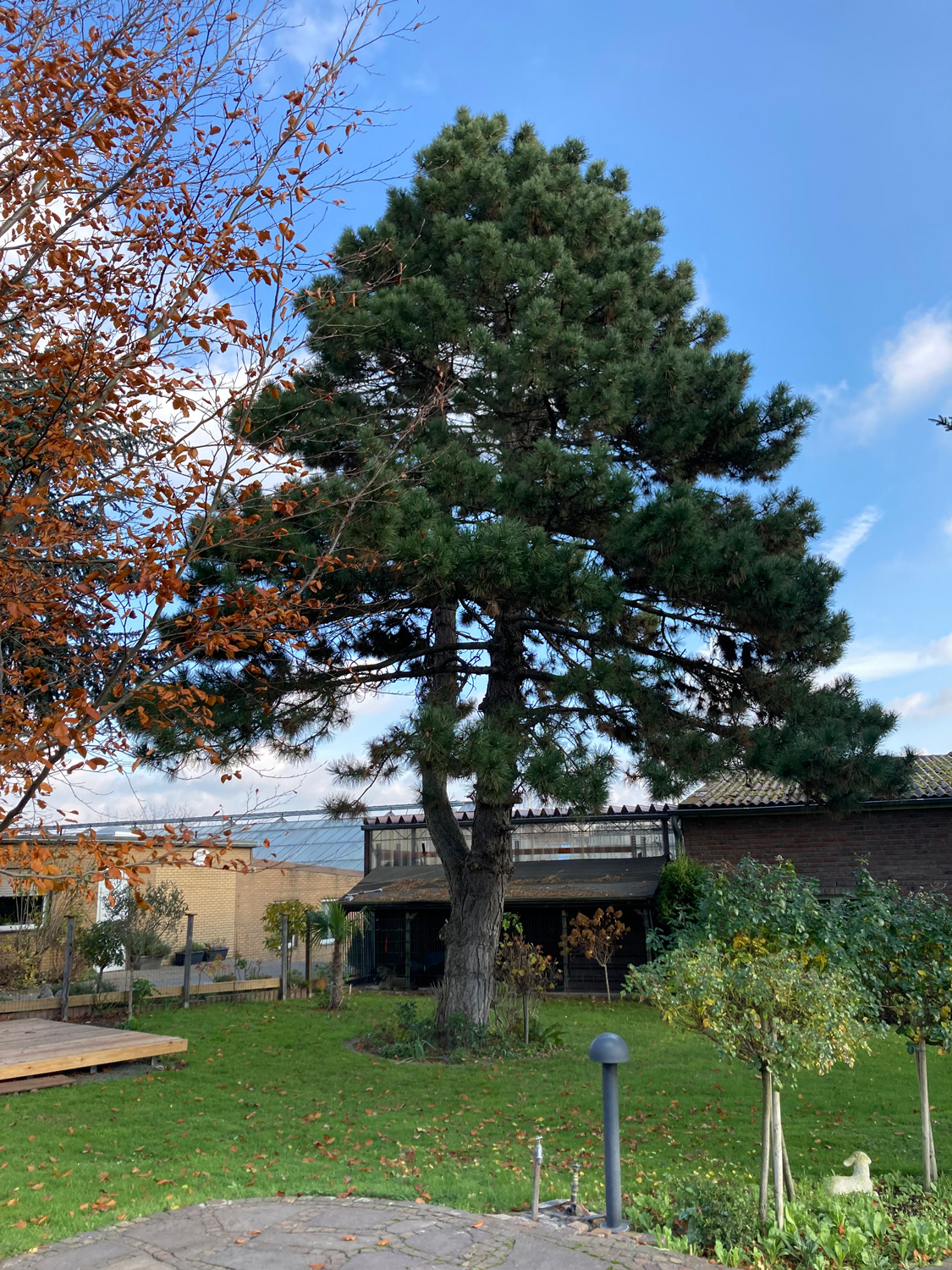 Pinus nigra ssp. Laricio - Düsseldorf-Hamm - Nov. 2021