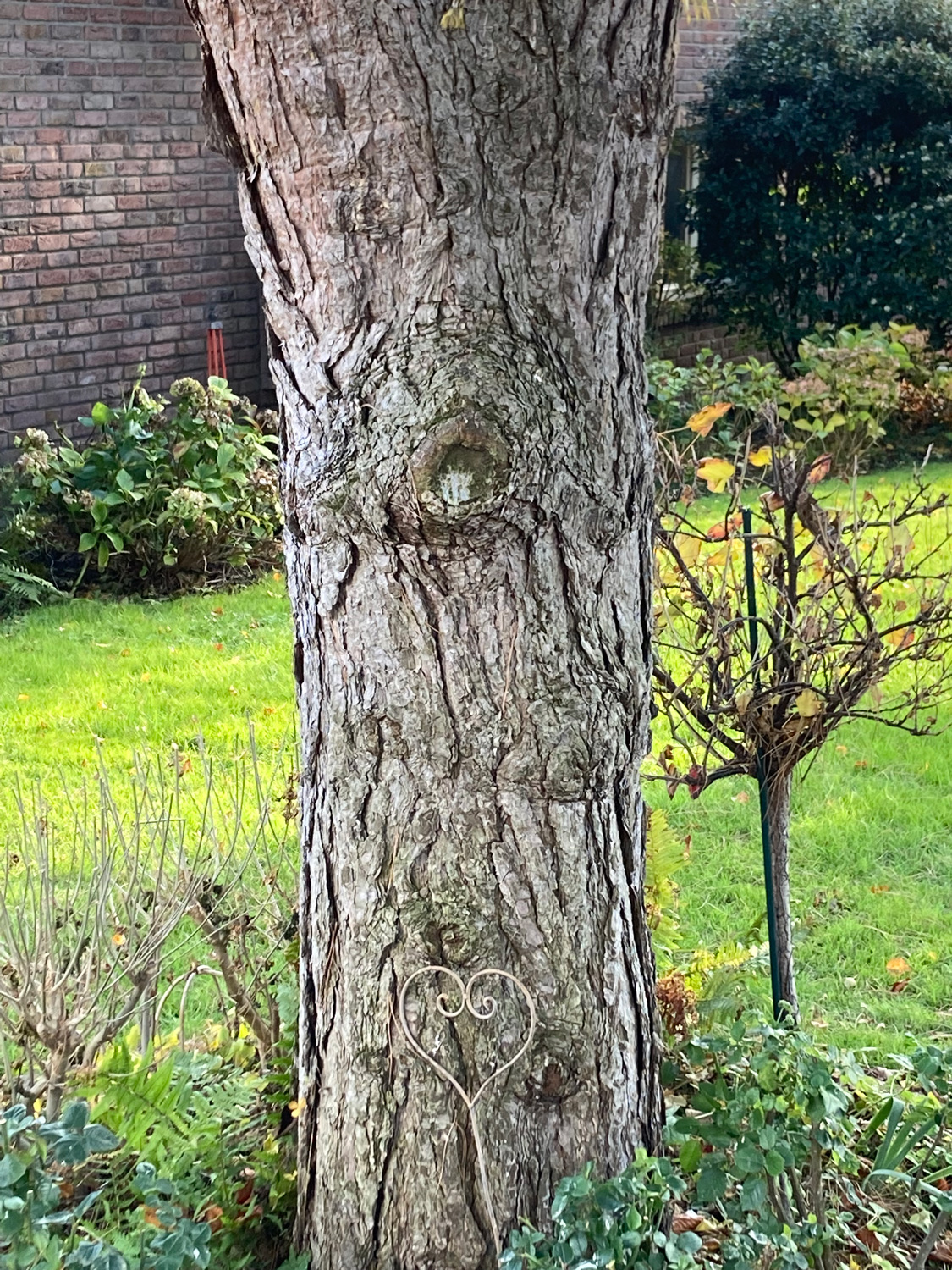 Pinus nigra ssp. Laricio - Düsseldorf-Hamm - Nov. 2021