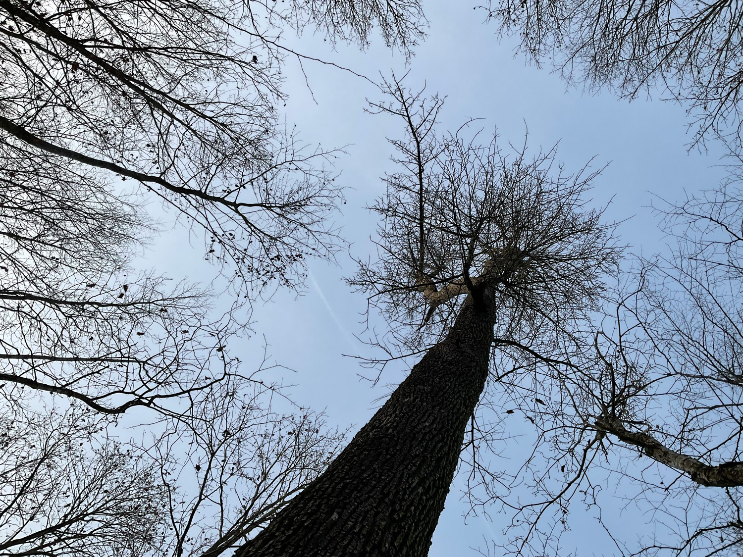 Sorbus domestica - Eppingen - 22.12.2021