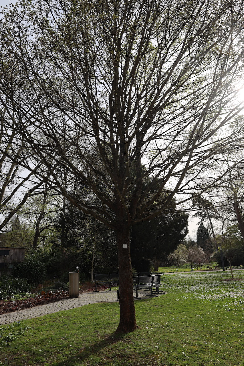 Acer campestre 'Elsrijk' - Frankfurt - März 2022