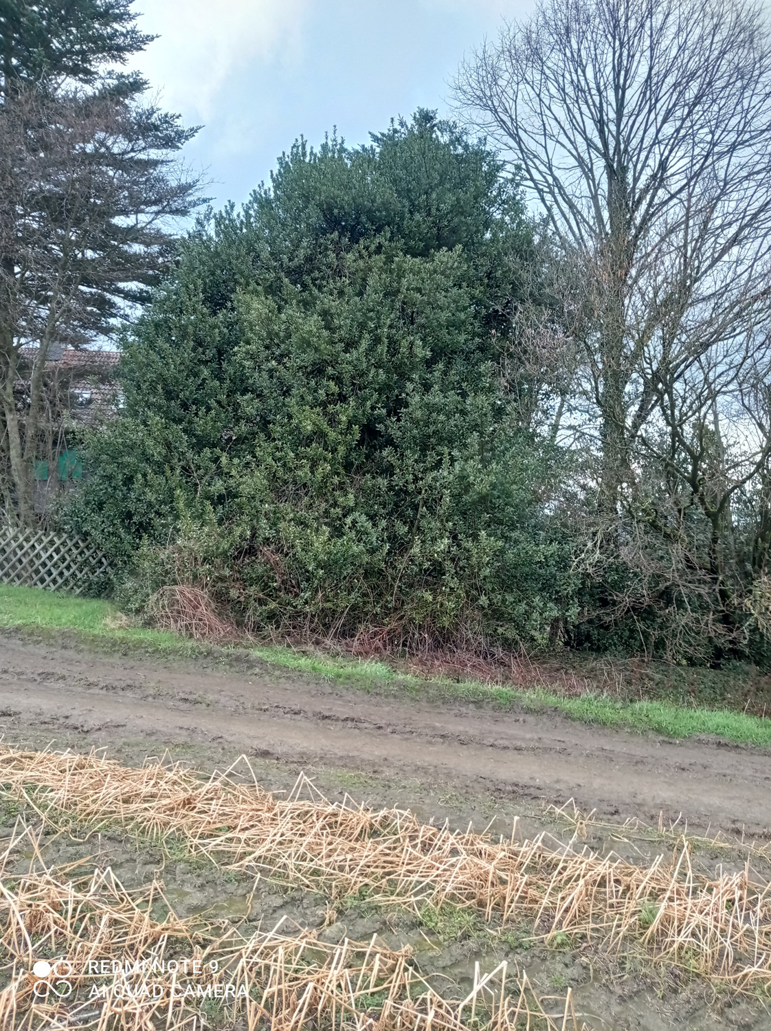 Ilex aquifolium - Hattingen - Aug. 2022