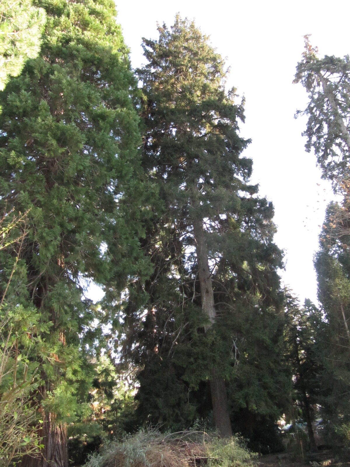 Picea orientalis - Bonn - Febr. 2023