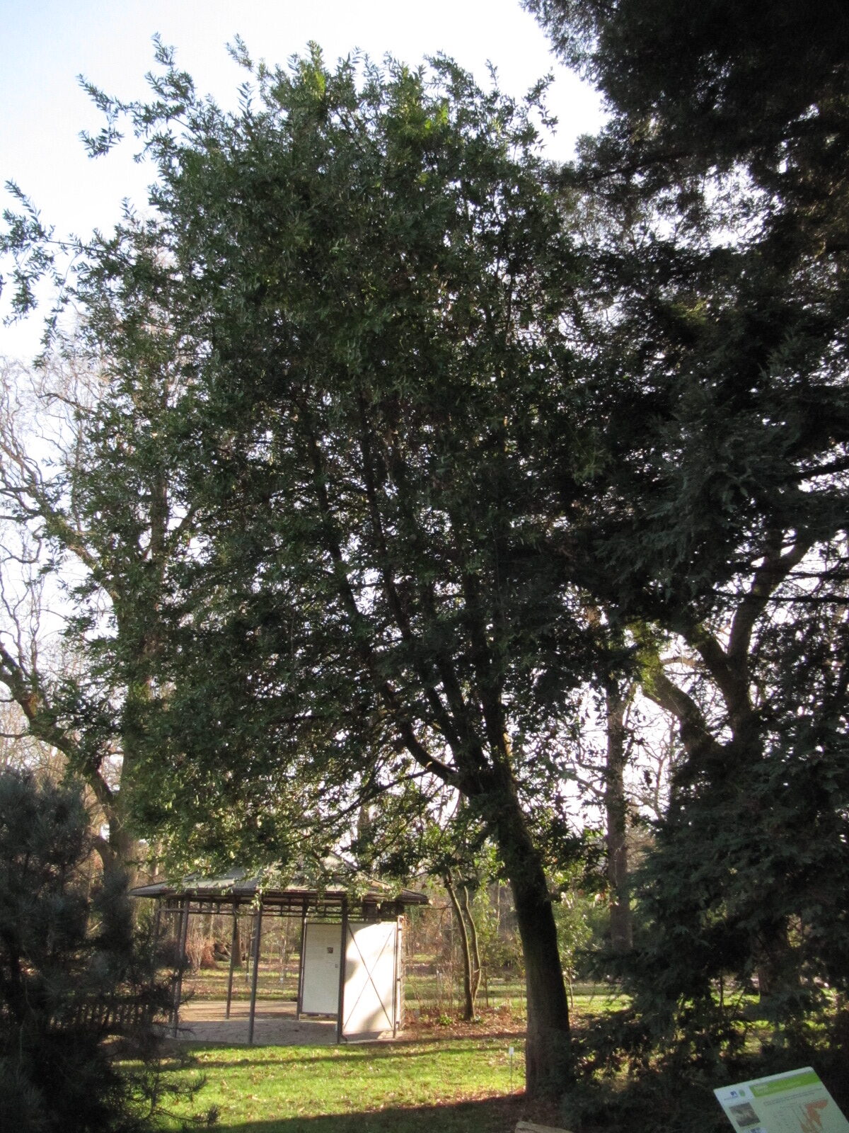 Umbellularia californica - Bonn - Febr. 2023