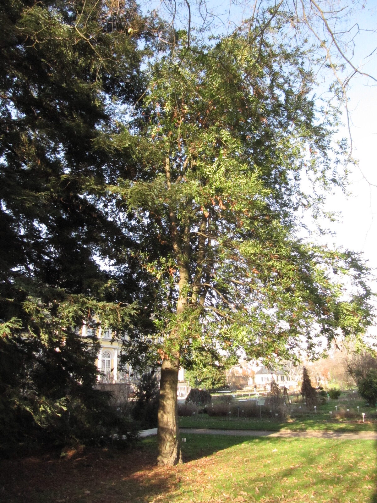 Umbellularia californica - Bonn - Febr. 2023