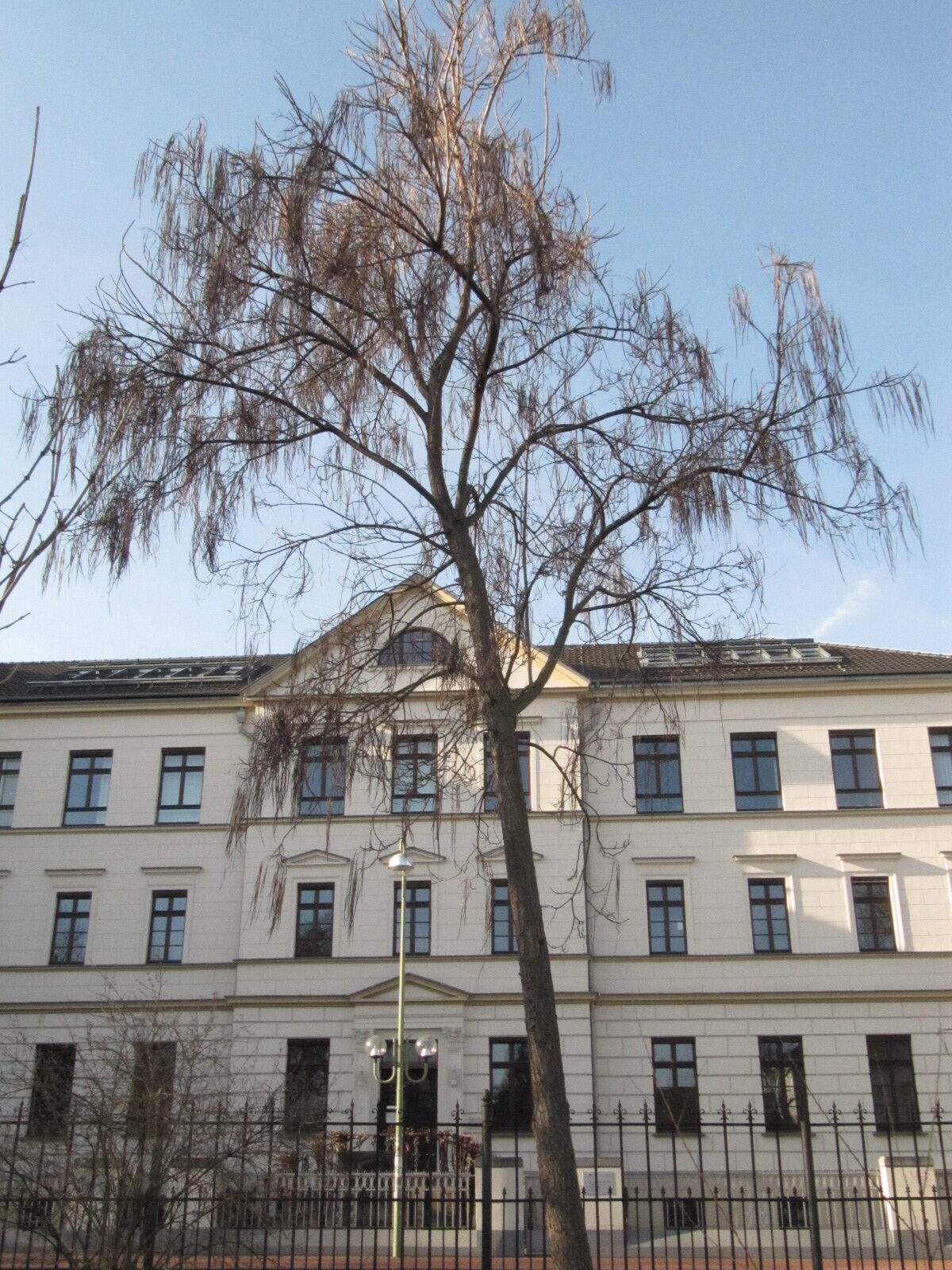 Catalpa bungei - Bonn - Febr. 2023