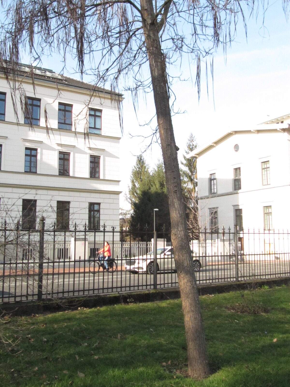 Catalpa bungei - Bonn - Febr. 2023