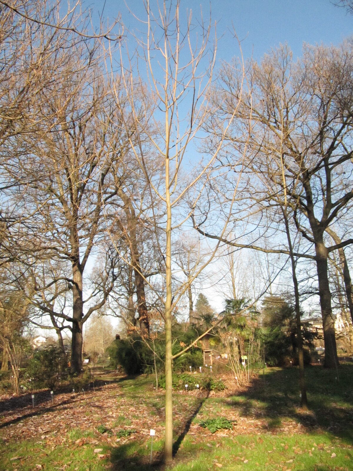 Magnolia tripetala - Bonn - Febr. 2023
