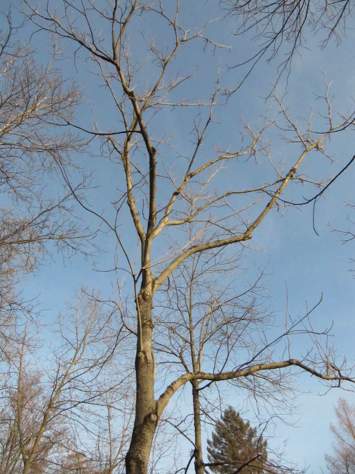 Juglans ailantifolia - Bonn - Febr. 2023