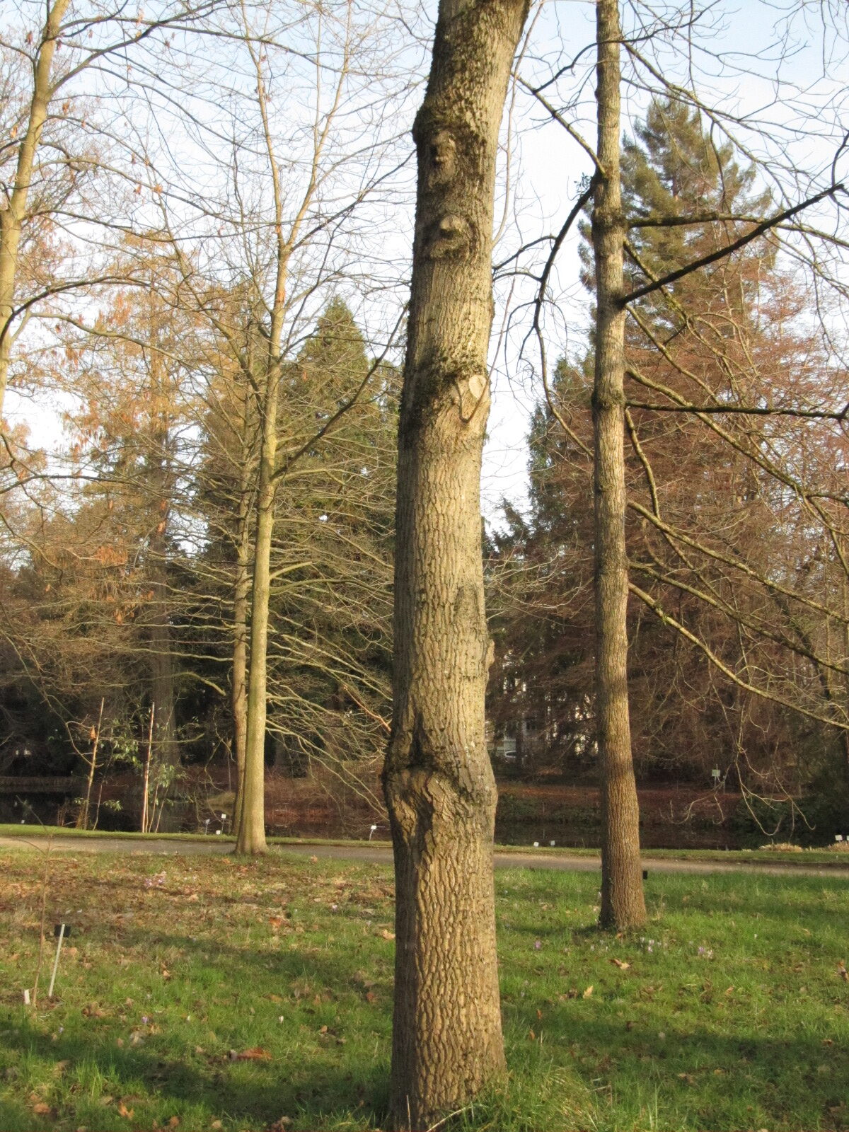 Juglans ailantifolia - Bonn - Febr. 2023