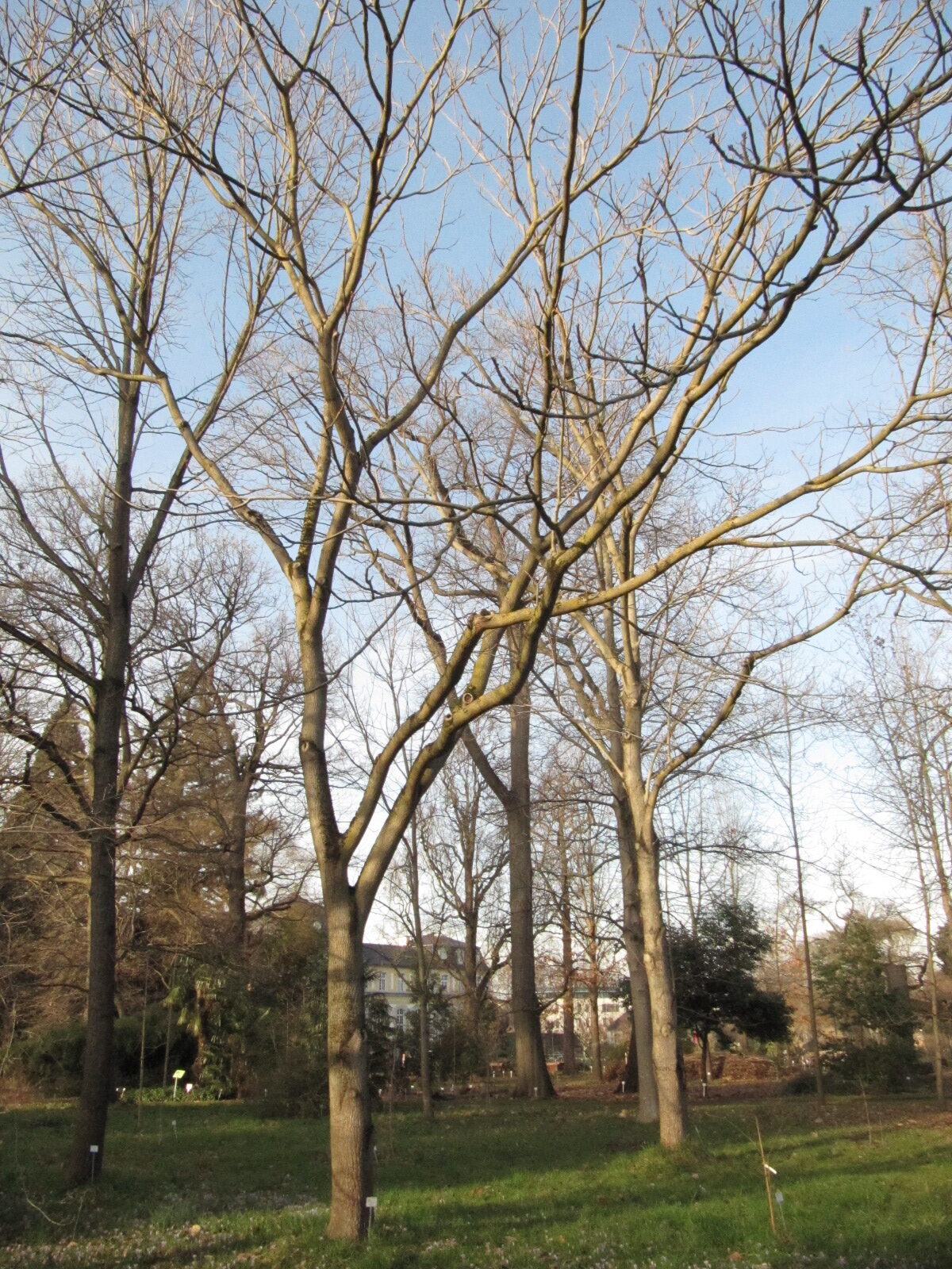 Juglans mandschurica - Bonn - Febr. 2023