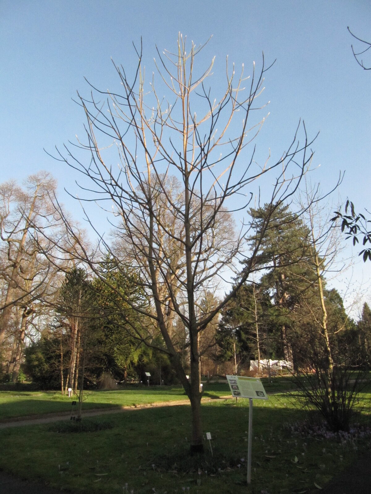Magnolia macrophylla - Bonn - Febr. 2023