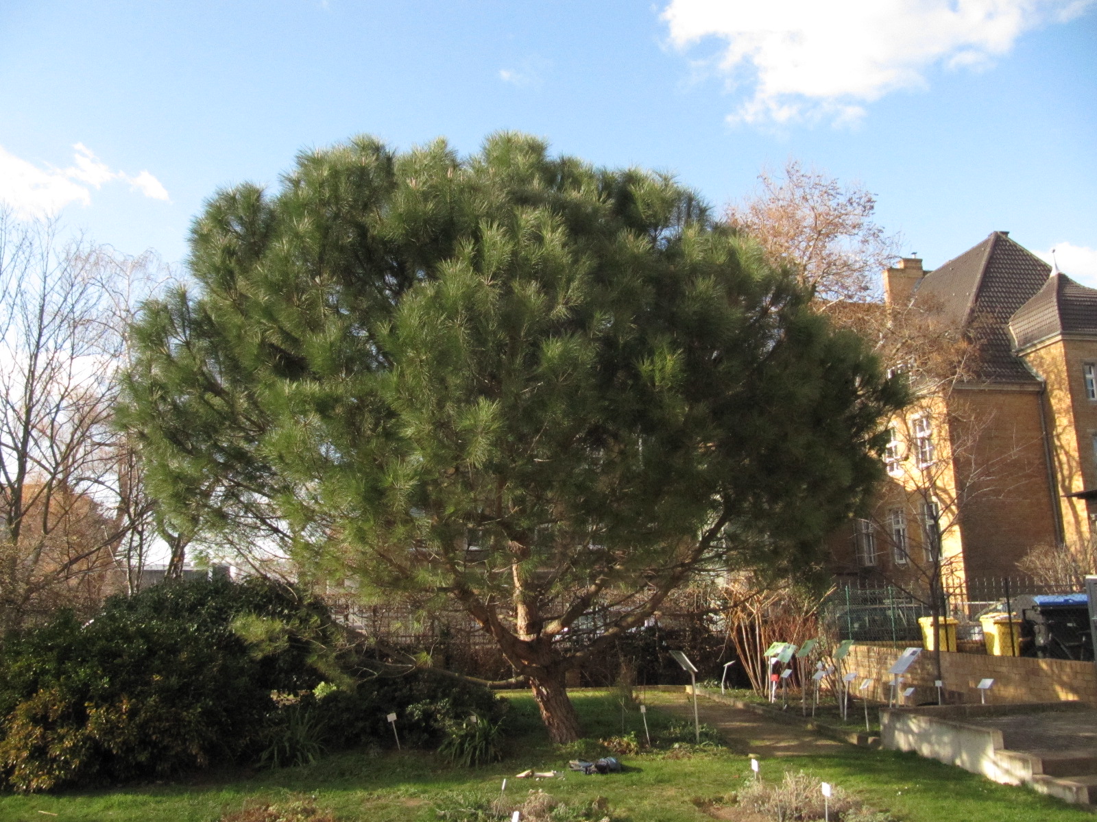 Pinus pinea - Bonn - Febr. 2023