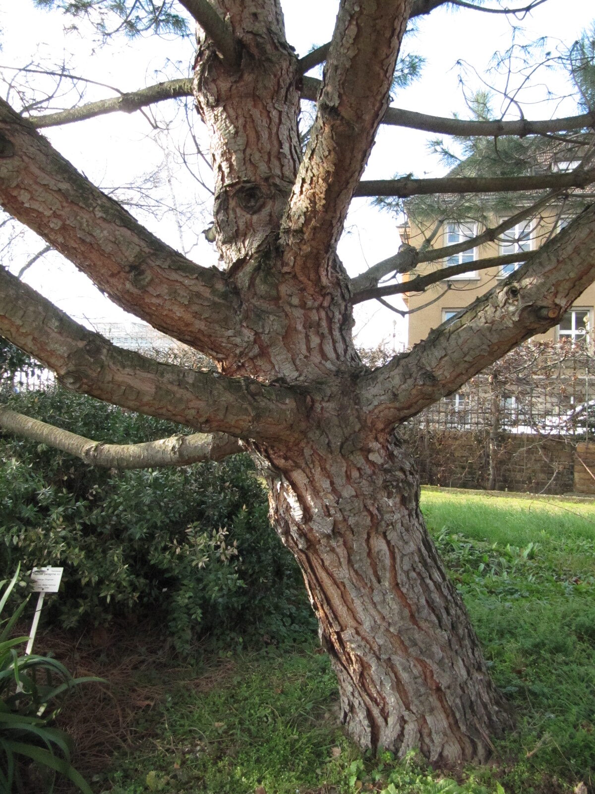 Pinus pinea - Bonn - Febr. 2023