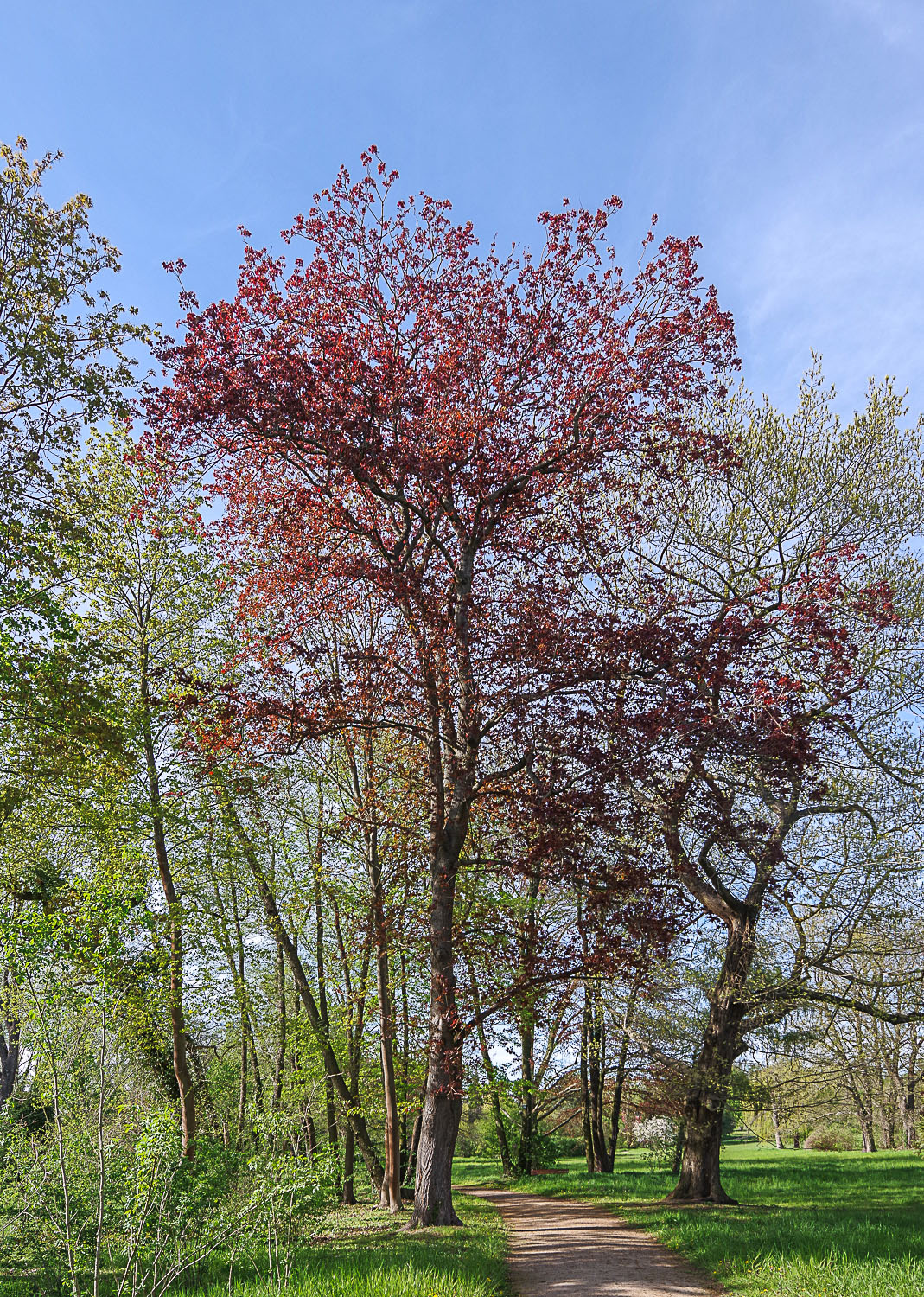 'Reitenbachii' Acer platanoides