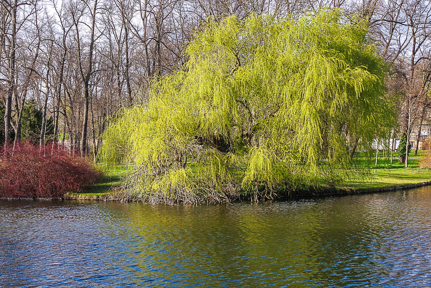 babylonica Salix