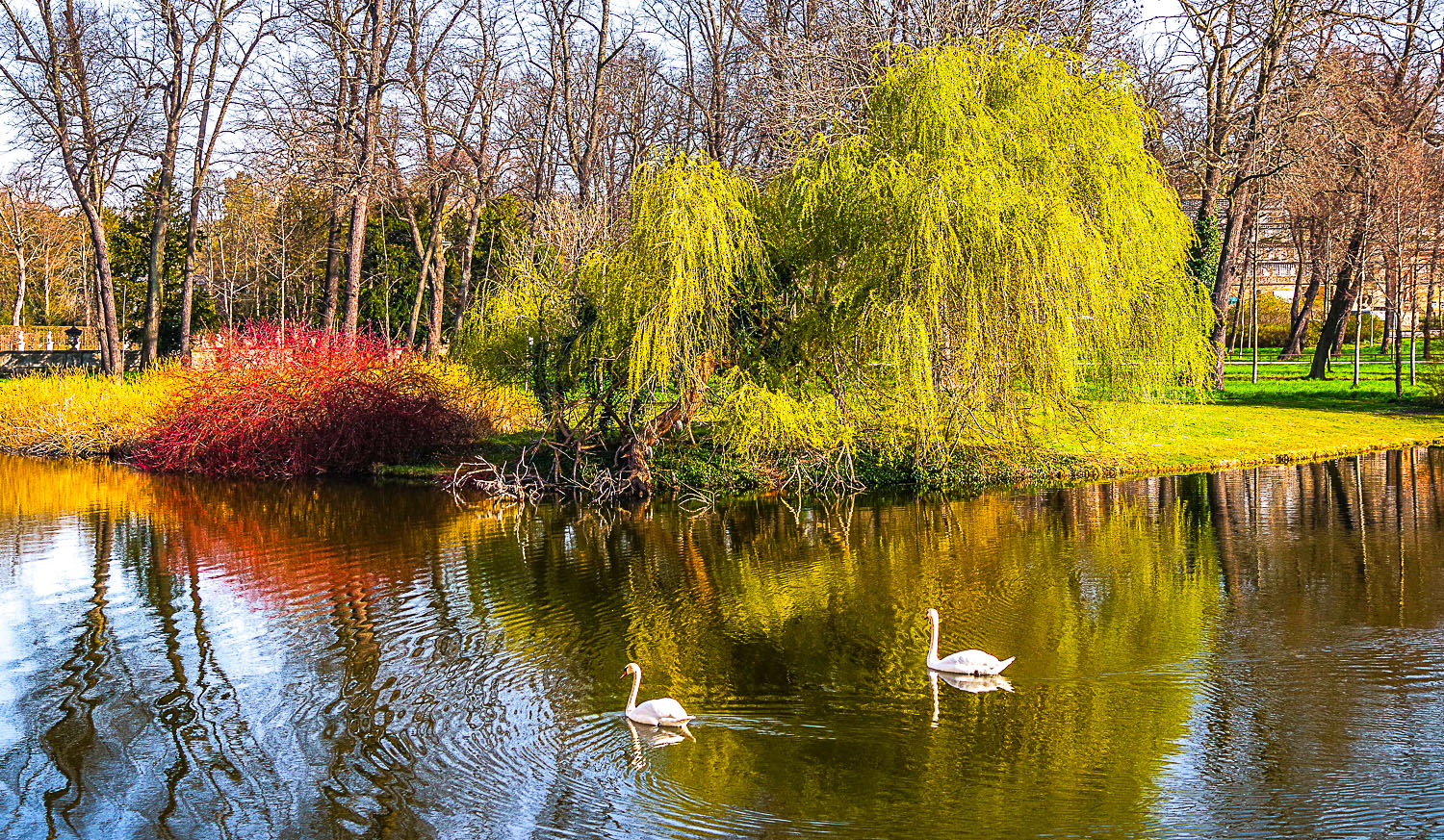 Salix babylonica - Potsdam - Febr. 2023