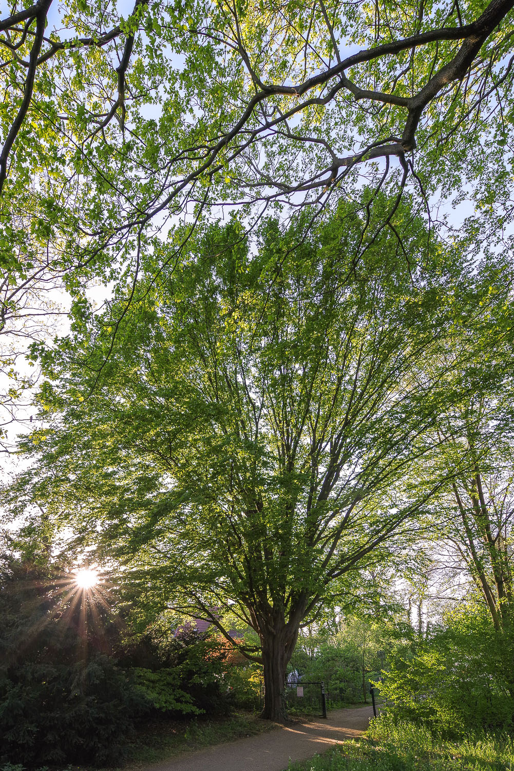 Carpinus betulus 'Fastigiata' - Potsdam - Jan. 2023
