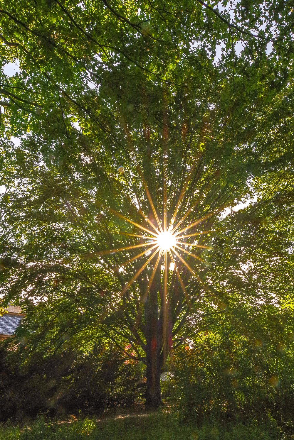 Carpinus betulus 'Fastigiata' - Potsdam - Jan. 2023