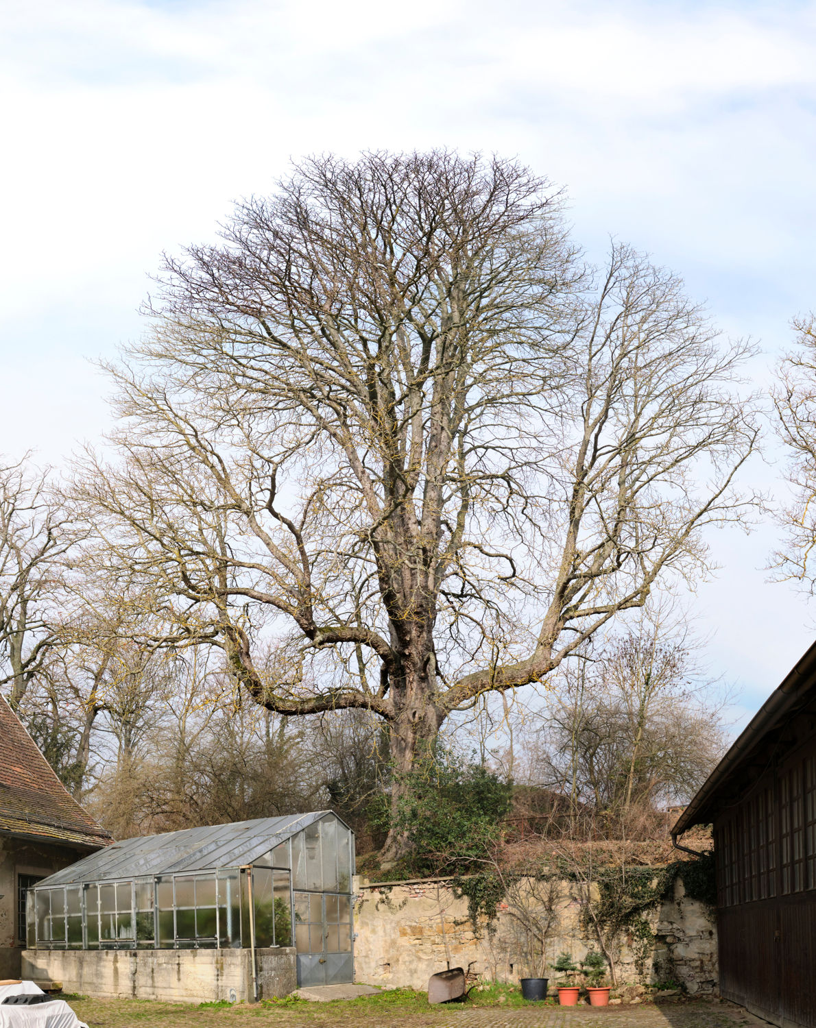 Aesculus hippocastanum 'Baumannii' - Sulzburg-Laufen - März 2023