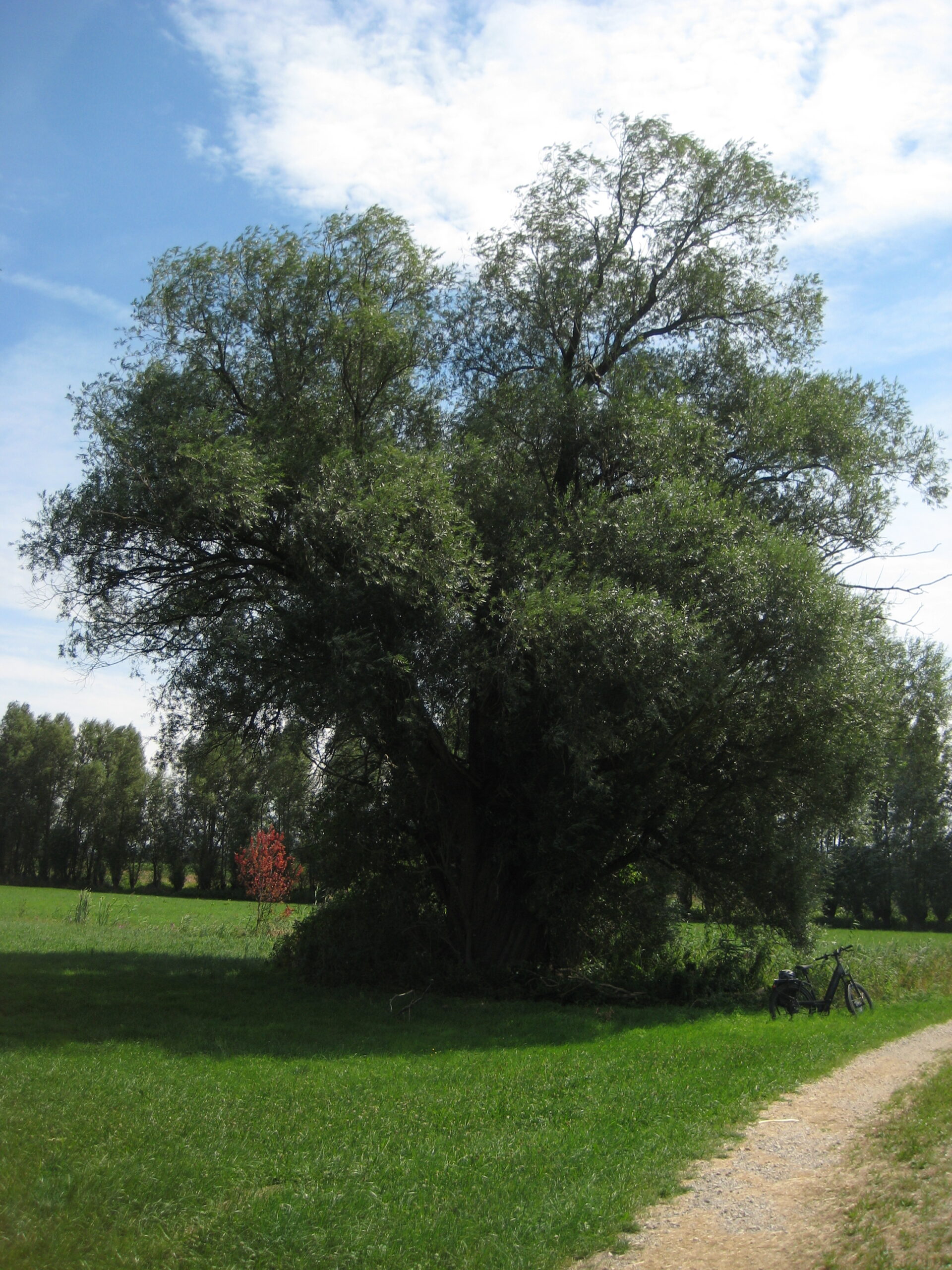 Silberweide bei Stoibermühle, 07.08.2022