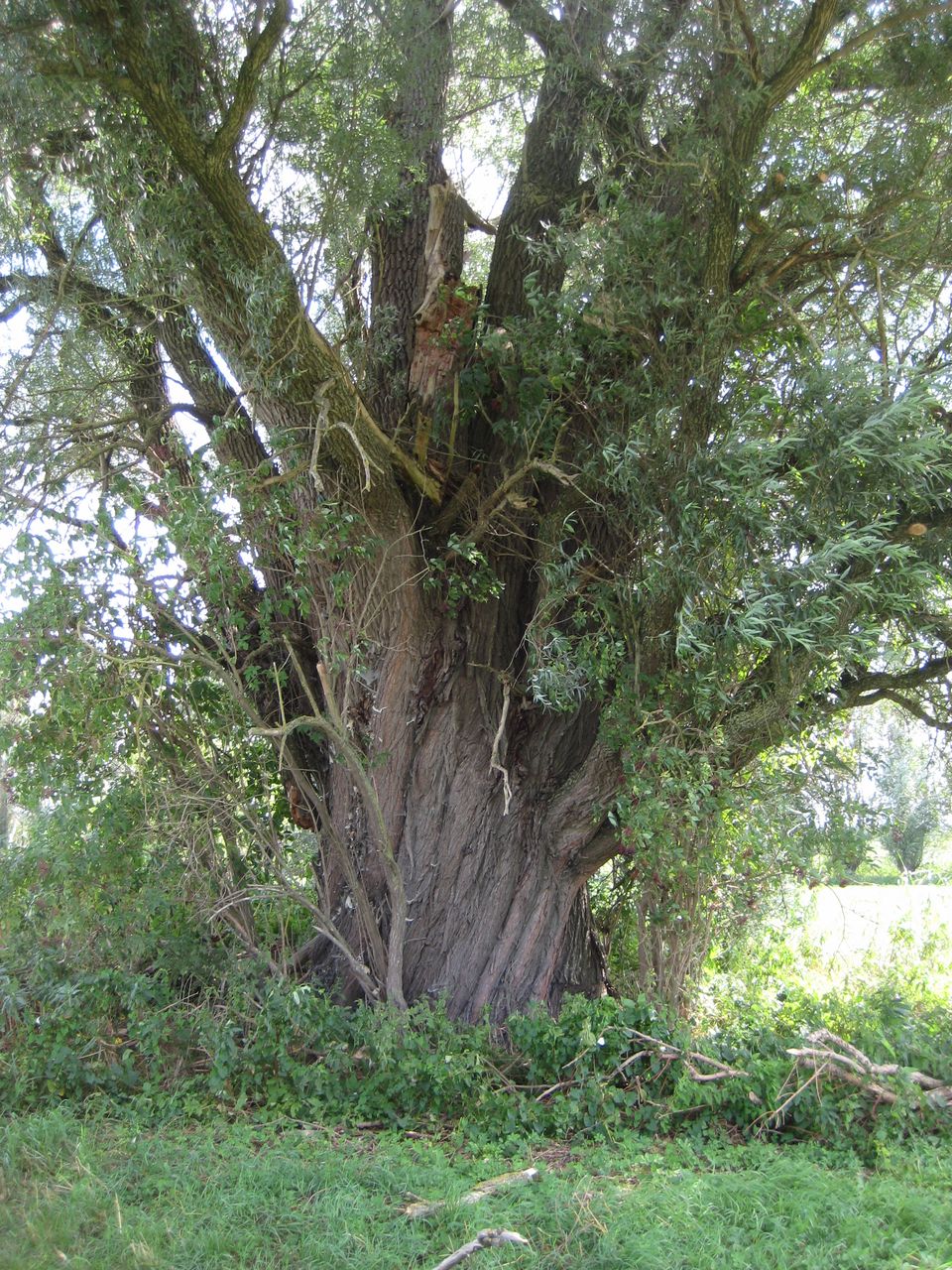 Silberweide bei Stoibermühle, 07.08.2022