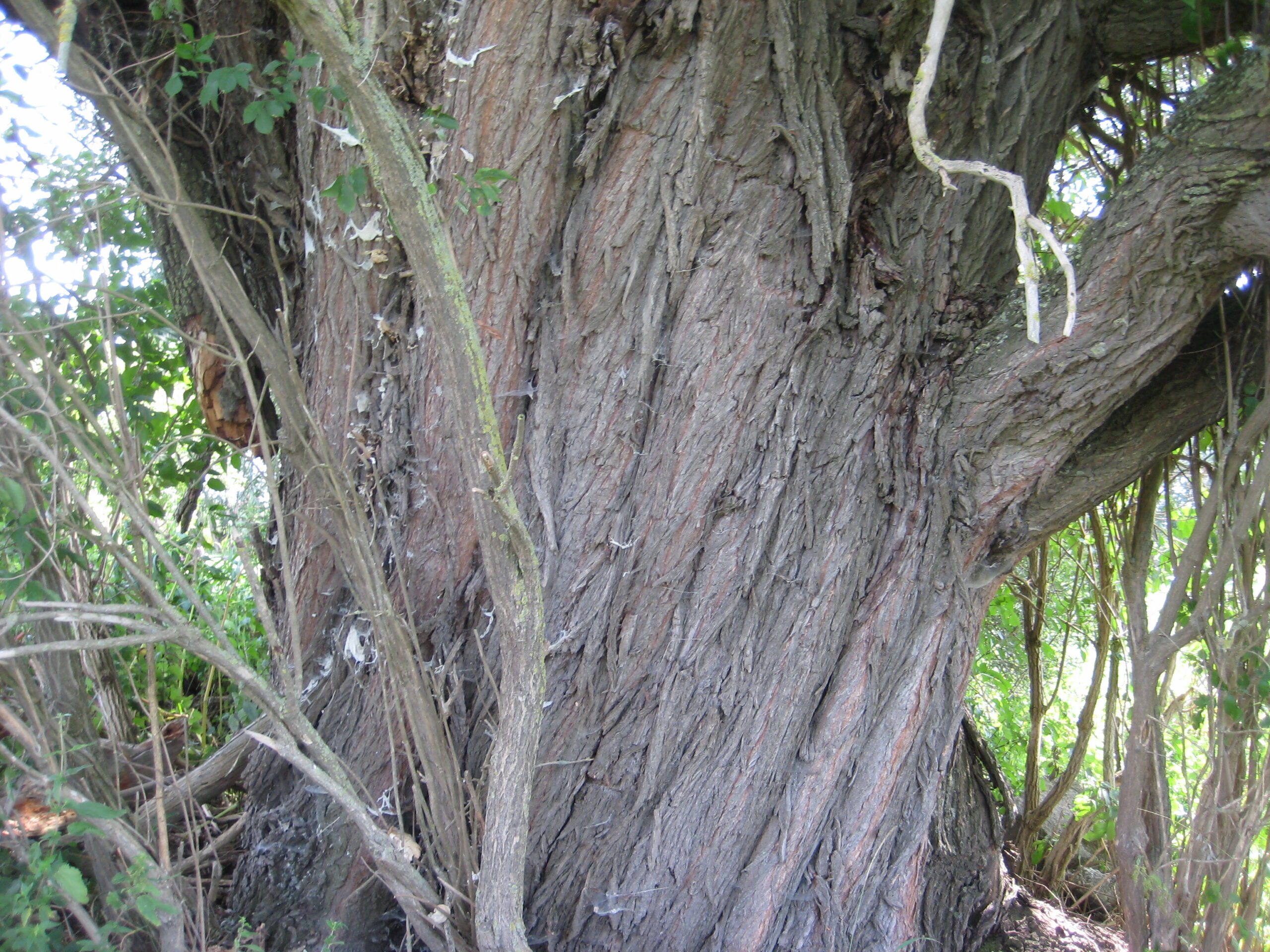 Silberweide bei Stoibermühle, 07.08.2022