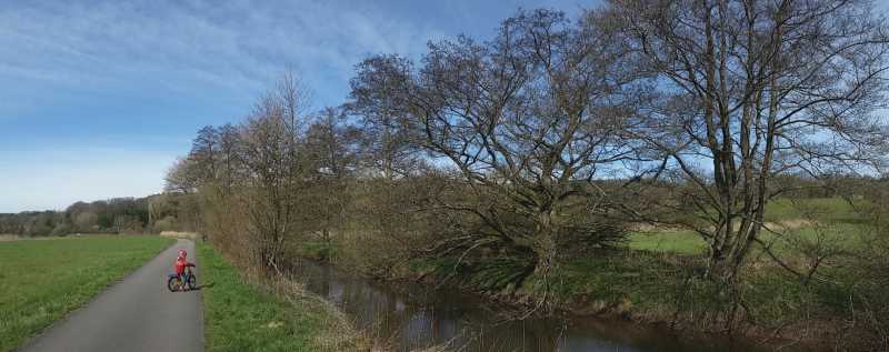 Alnus glutinosa - Rieschweiler-Mühlbach - Jan. 2023