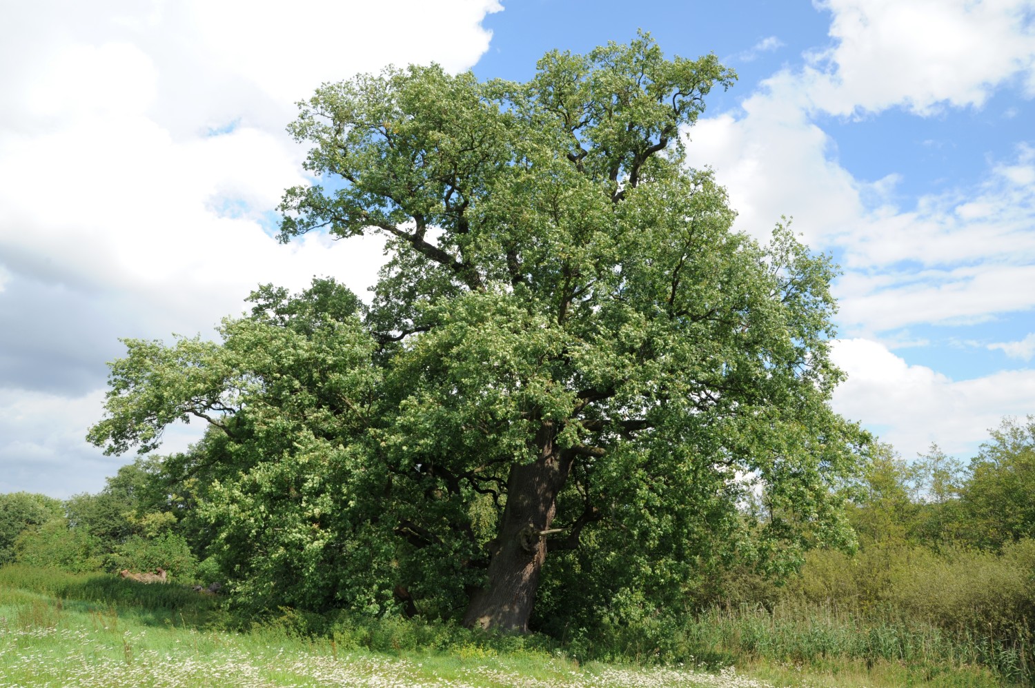 Quercus robur