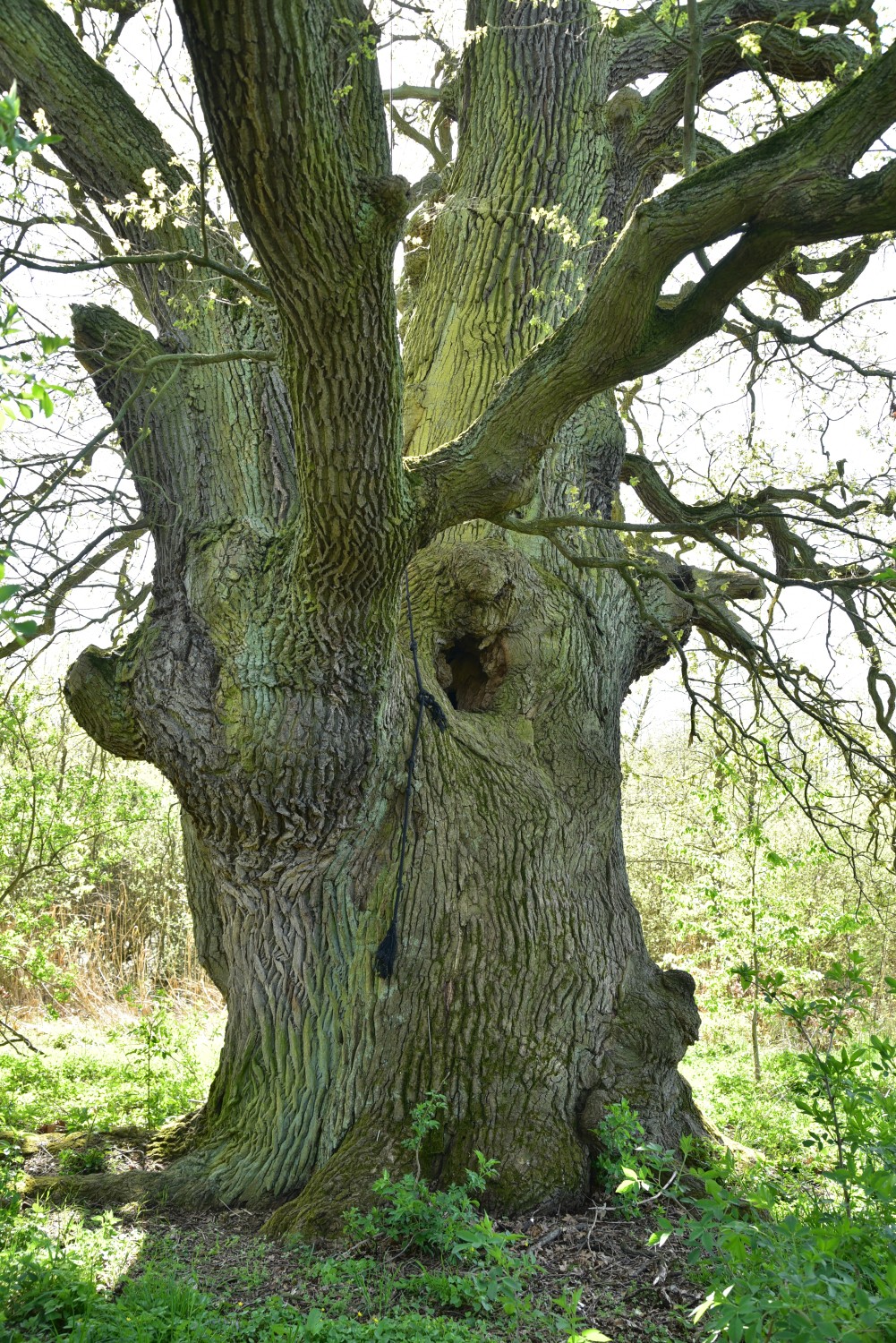 Quercus robur - Pehlitzwerder - April 2018