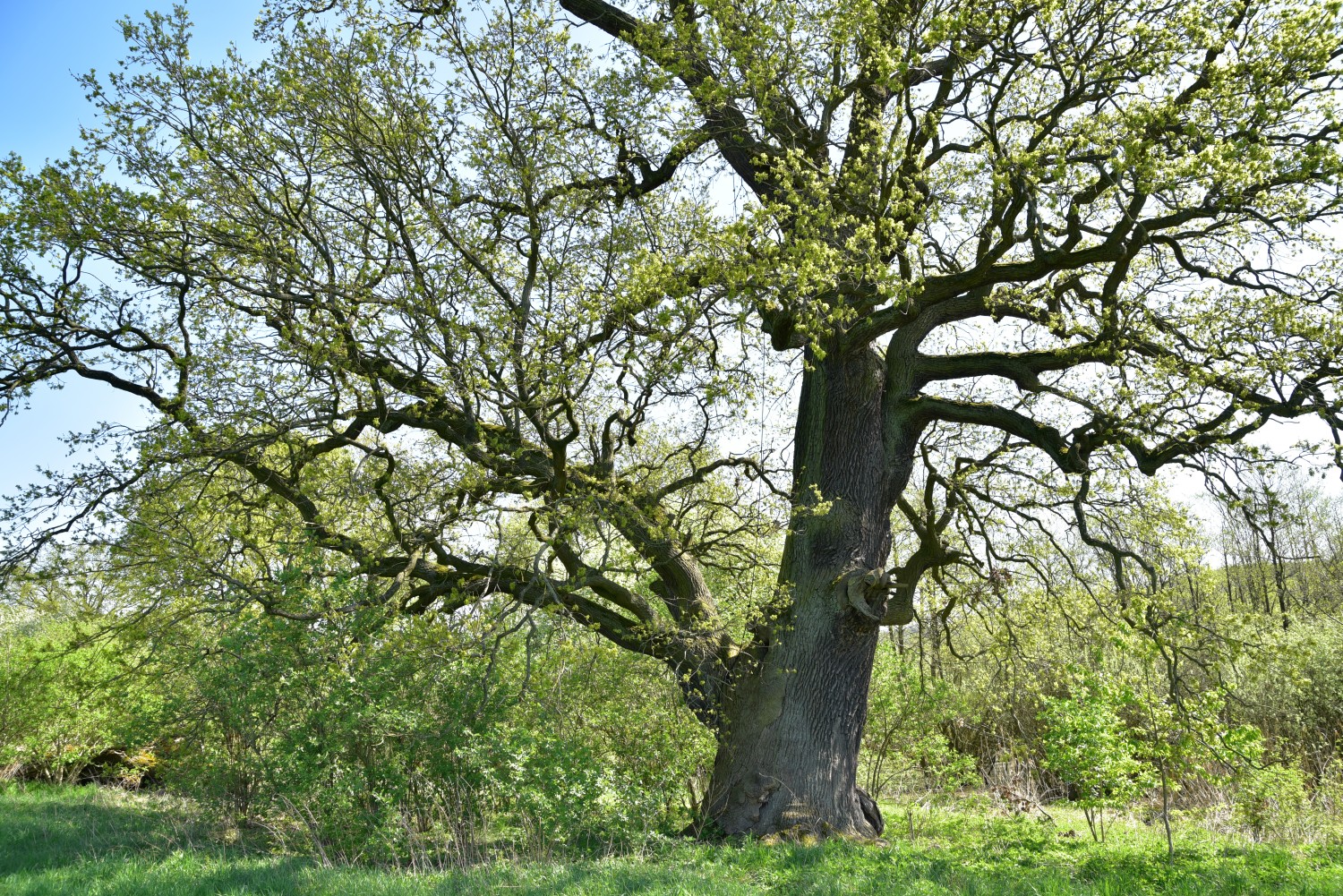 Quercus robur - Pehlitzwerder - April 2018