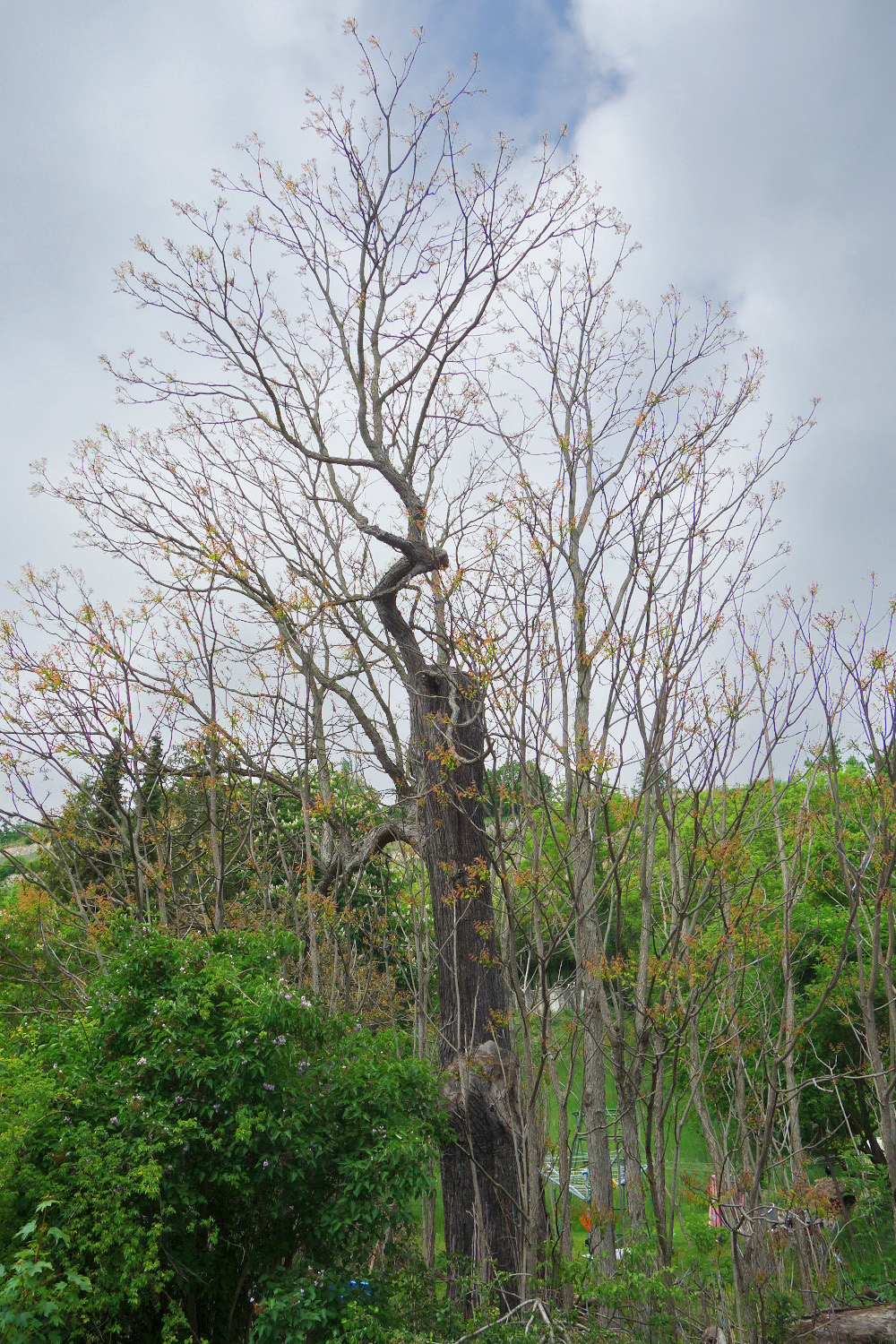 Gymnocladus dioicus - Naumburg-Weinberge - Juli 2023