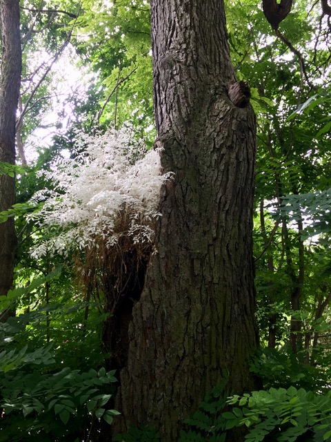 Gymnocladus dioicus - Naumburg-Weinberge - Juli 2023