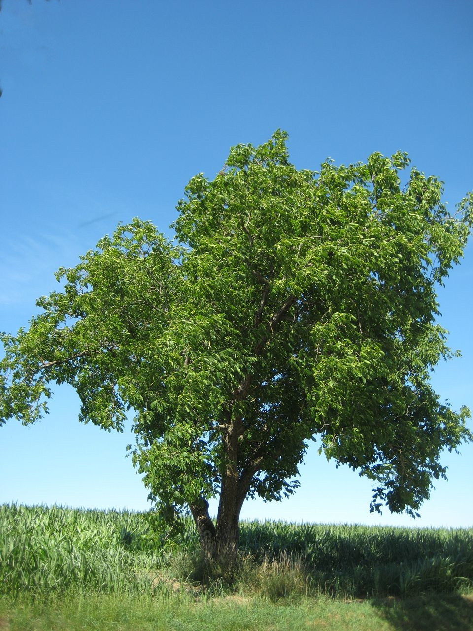 Juglans regia - Allershausen-Höckhof - Juli 2022