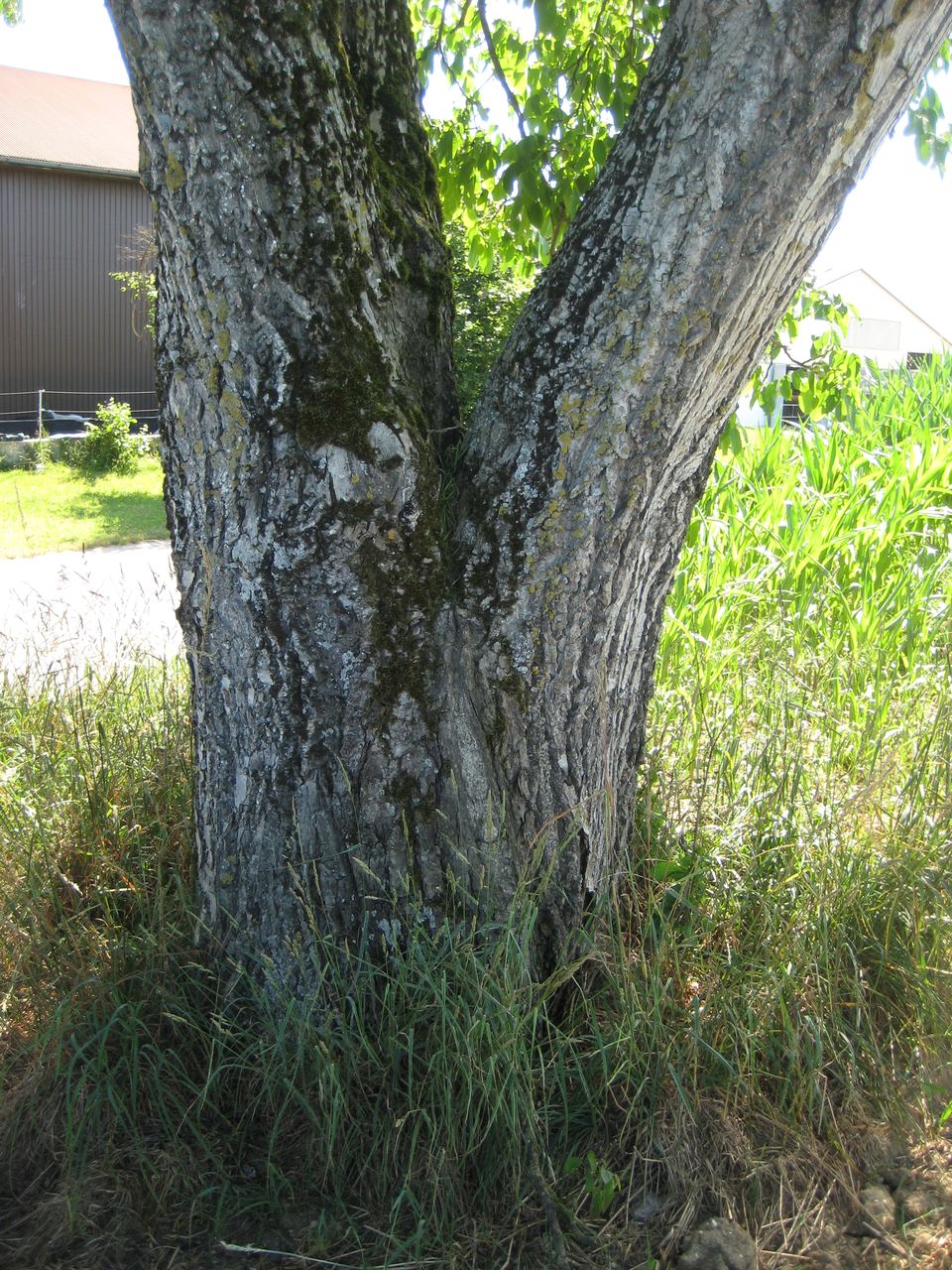 Juglans regia - Allershausen-Höckhof - Juli 2022