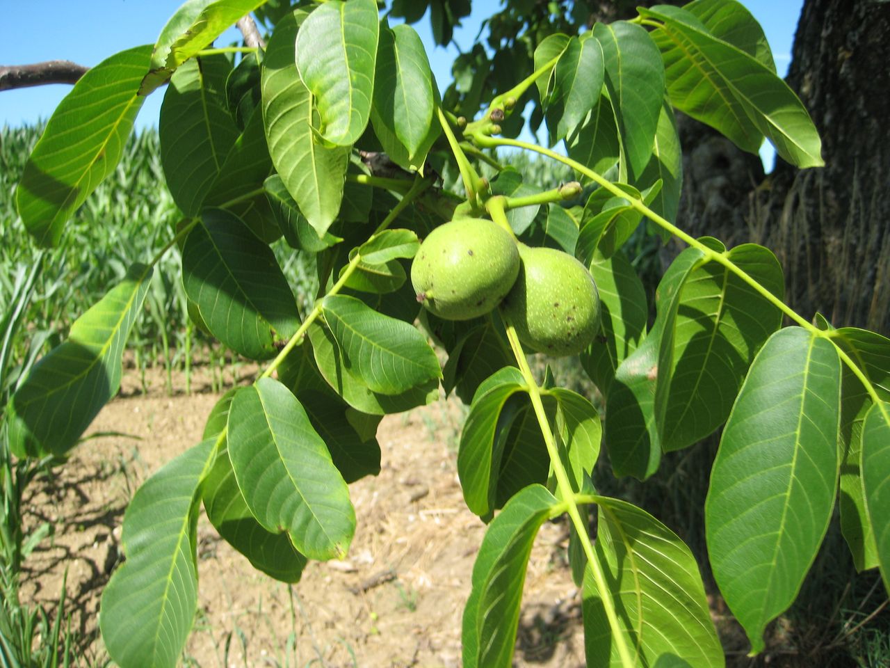 Juglans regia - Allershausen-Höckhof - Juli 2022
