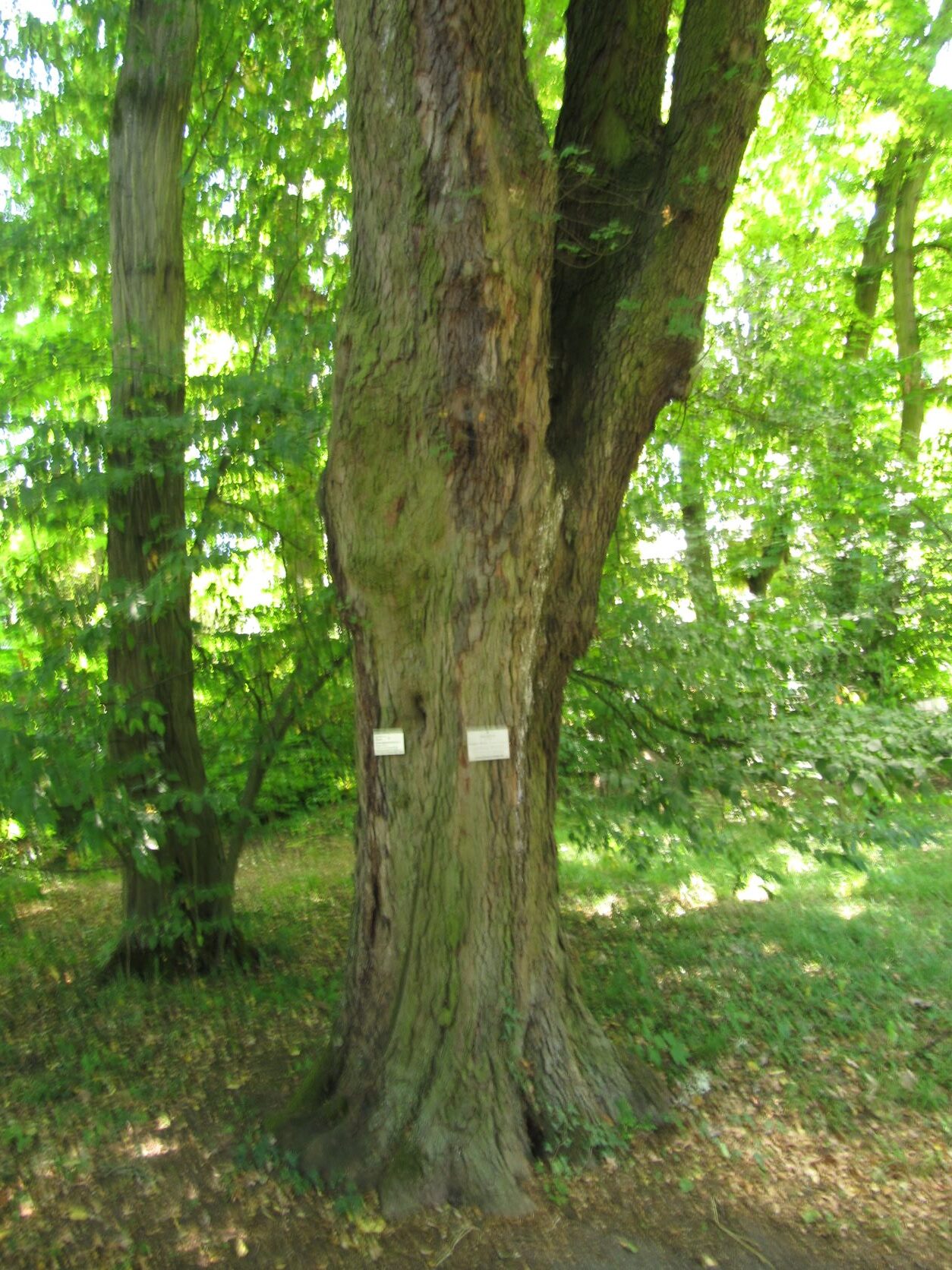 Acer monspessulanum - Gießen Bot. Garten - August 2022
