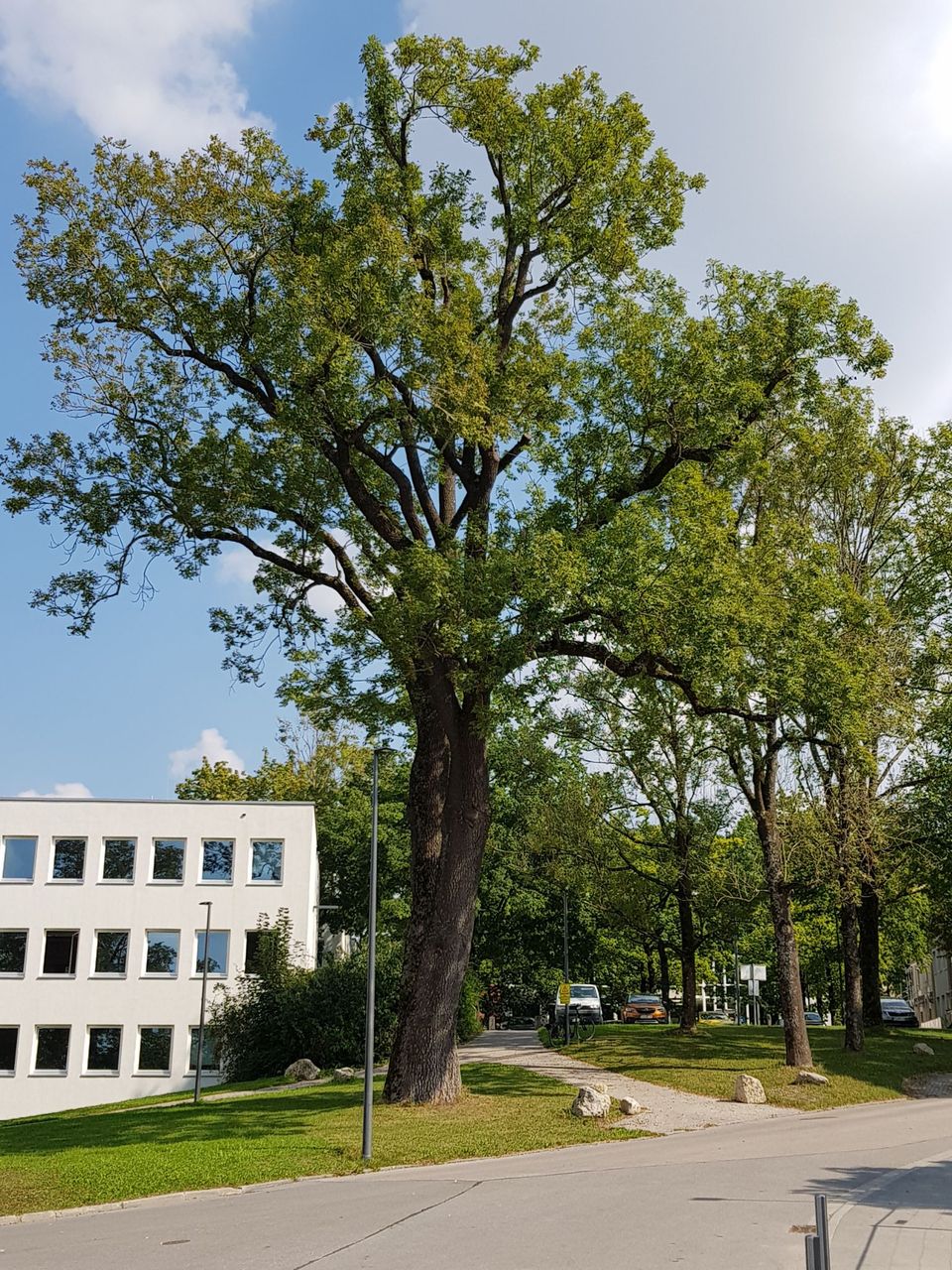 excelsior Fraxinus