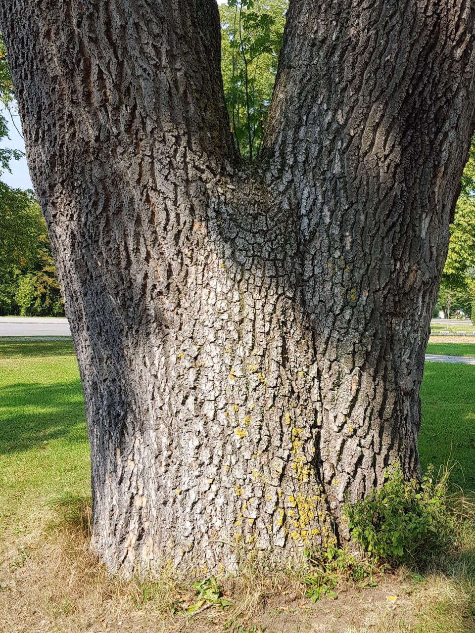 Fraxinus excelsior - Freising-Weihenstephan - Sept. 2020