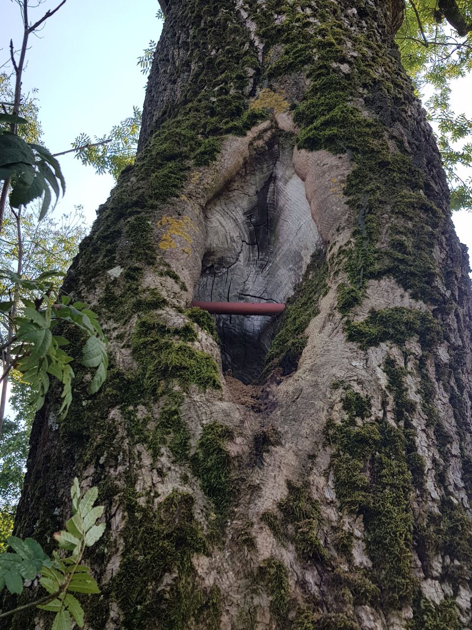 Fraxinus excelsior - Freising-Weihenstephan - Sept. 2020