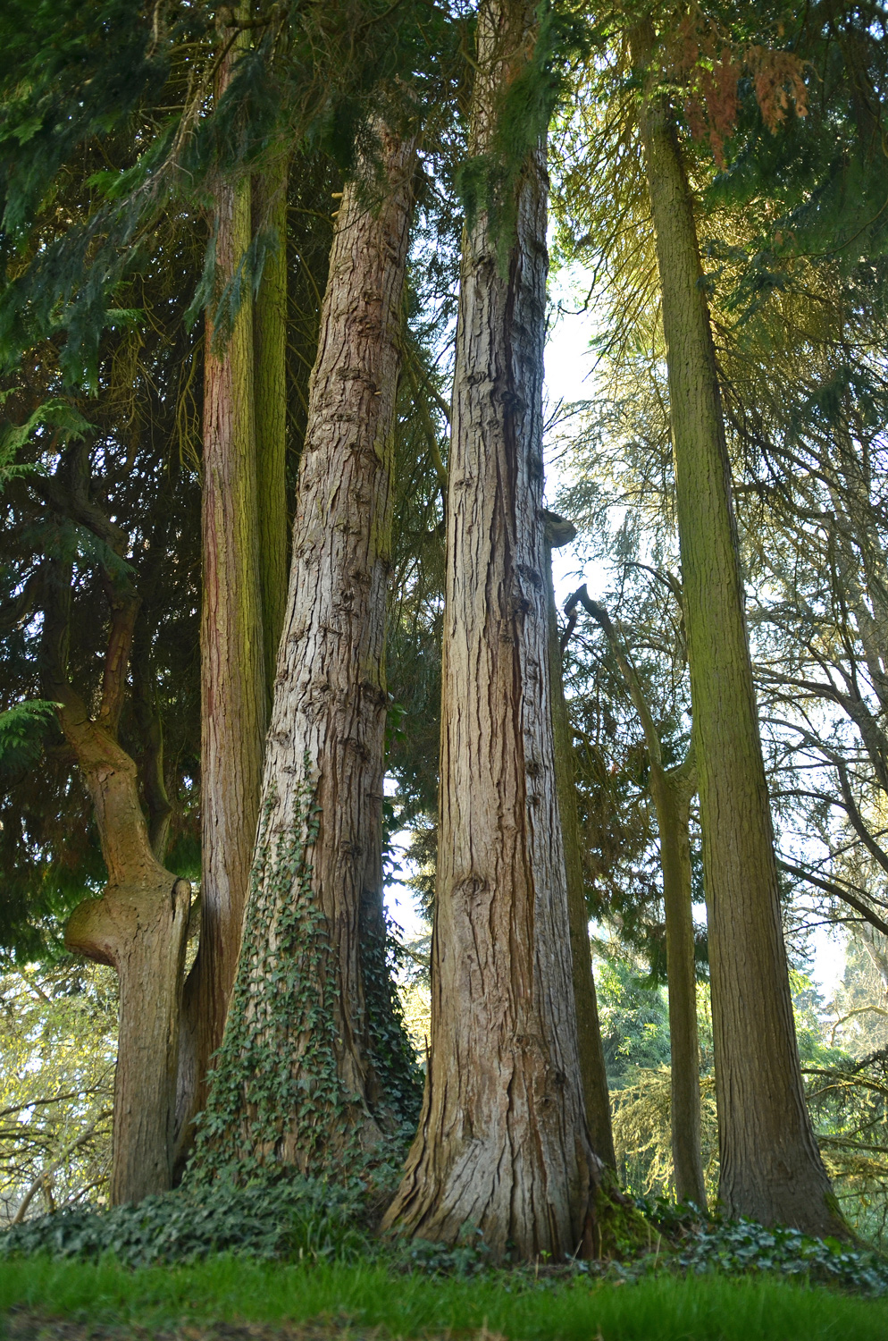 Chamaecyparis lawsoniana