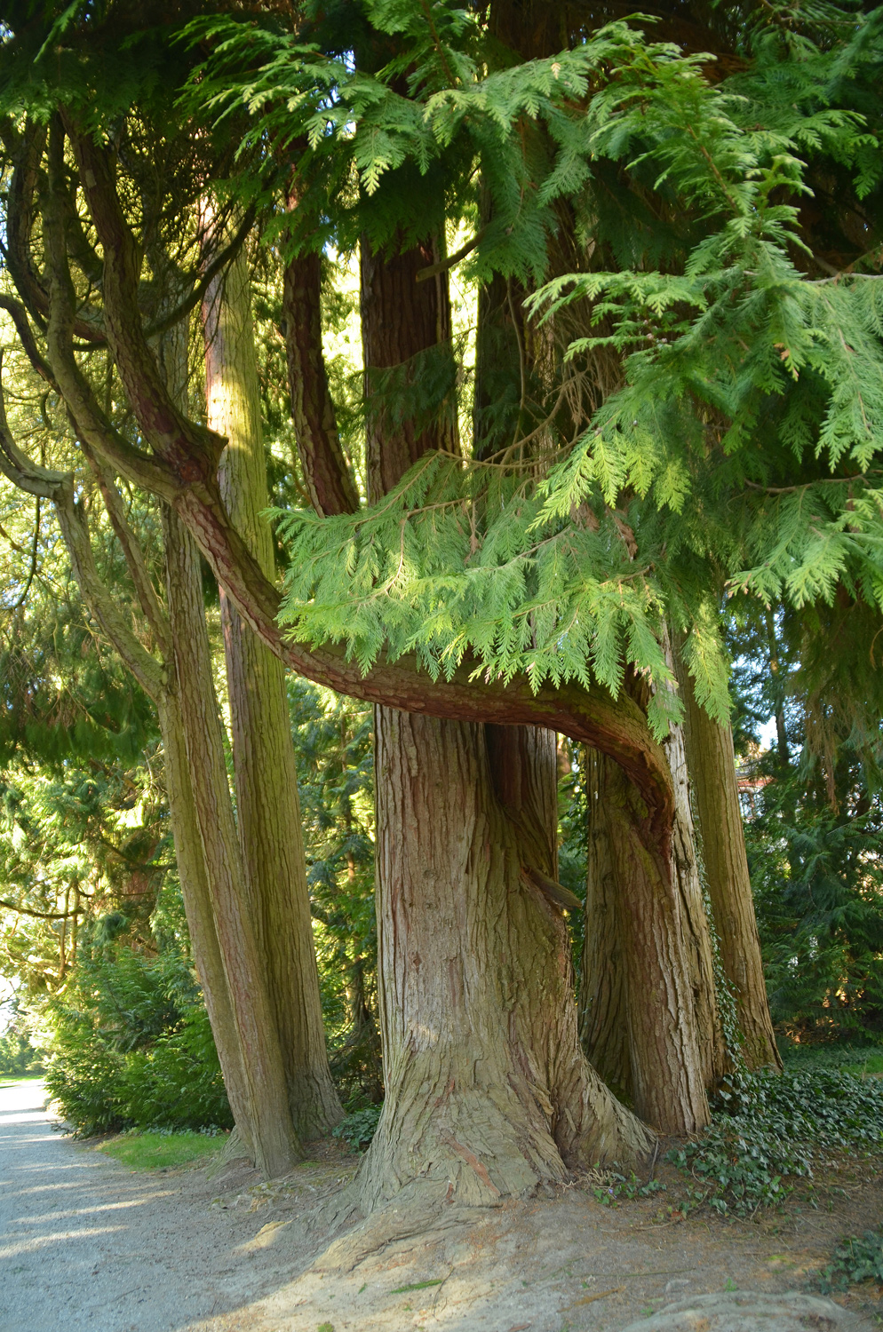 Chamaecyparis lawsoniana - Mainau - März 2023
