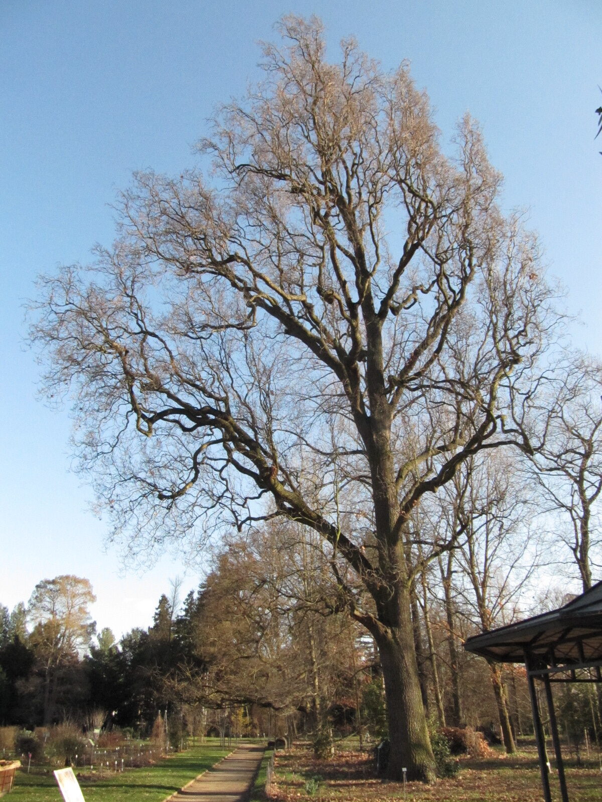 Quercus robur Fastigiata-Gruppe - Bonn - Febr. 2023