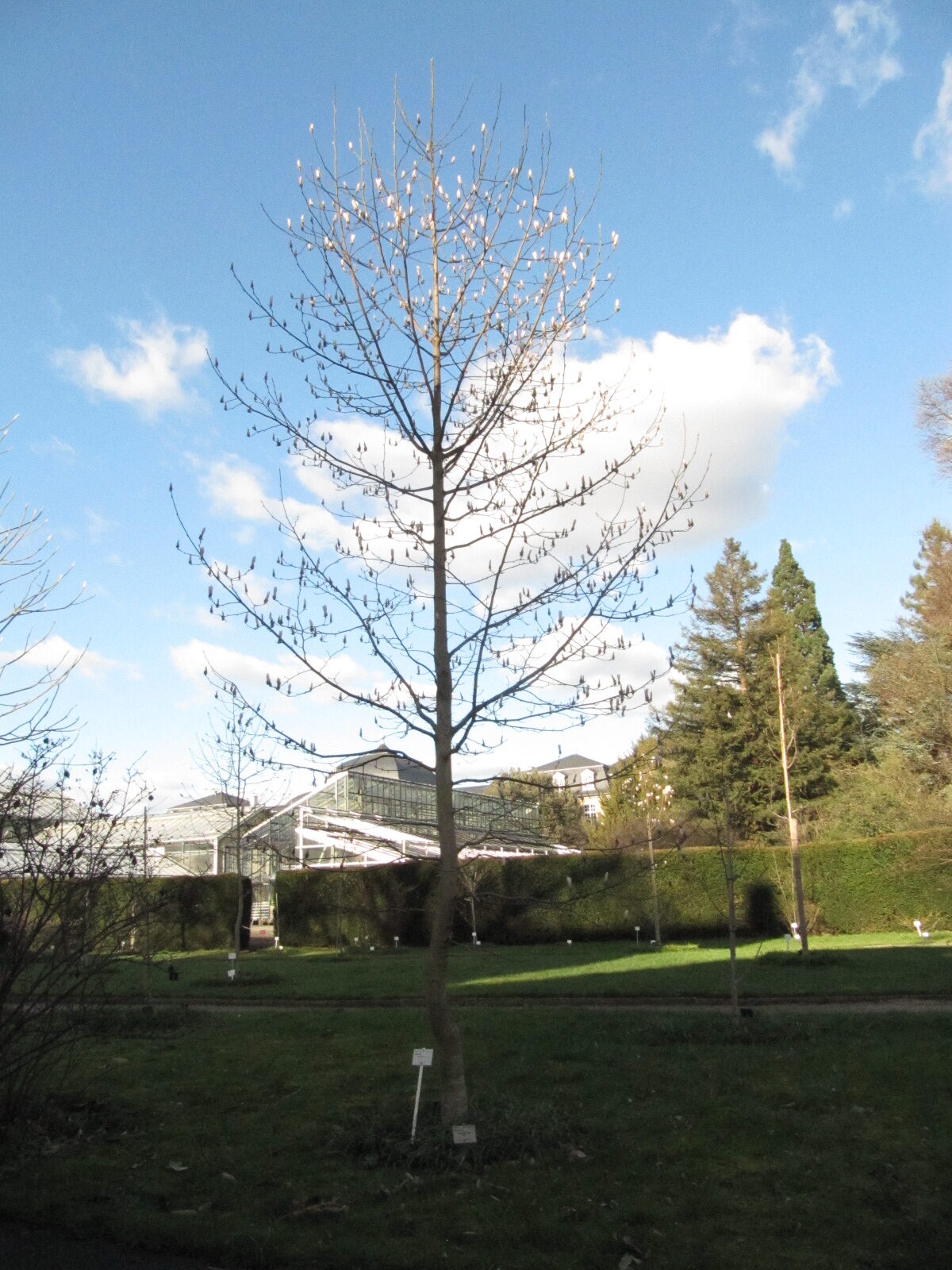 Magnolia biondii - Bonn - Febr. 2023