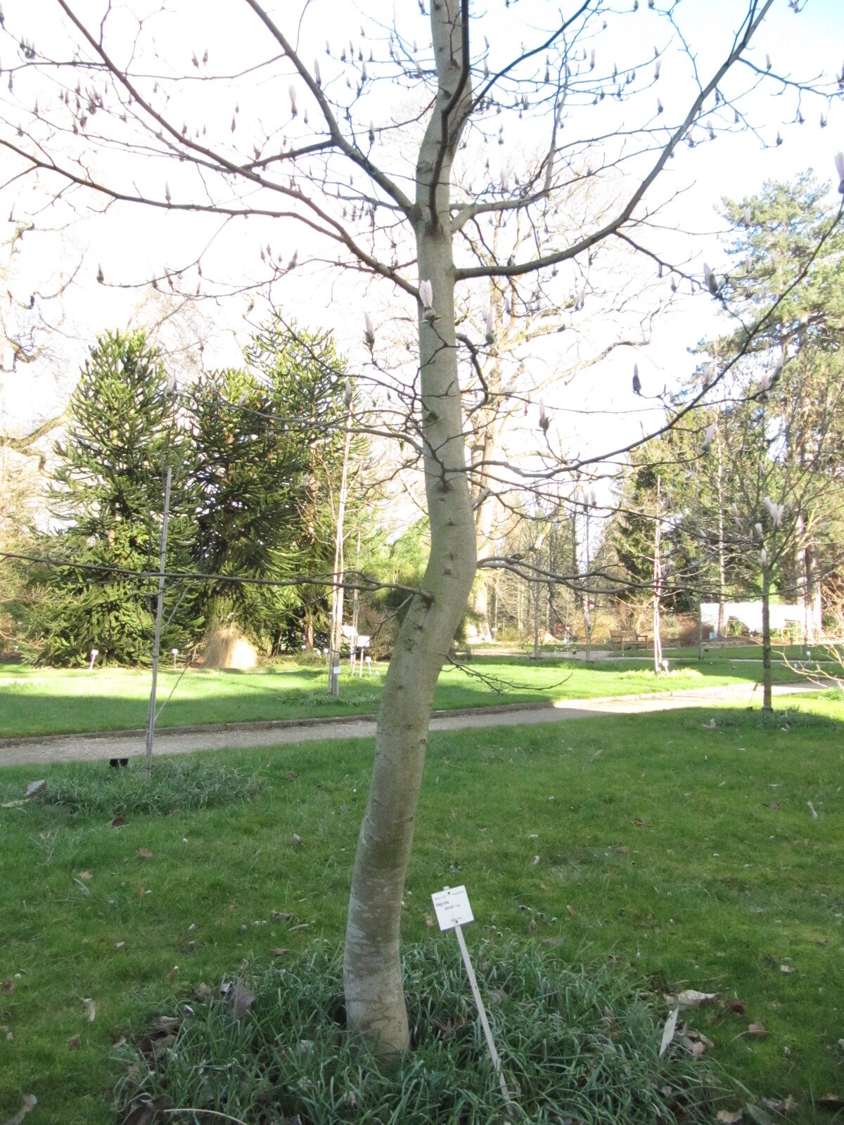 Magnolia biondii - Bonn - Febr. 2023