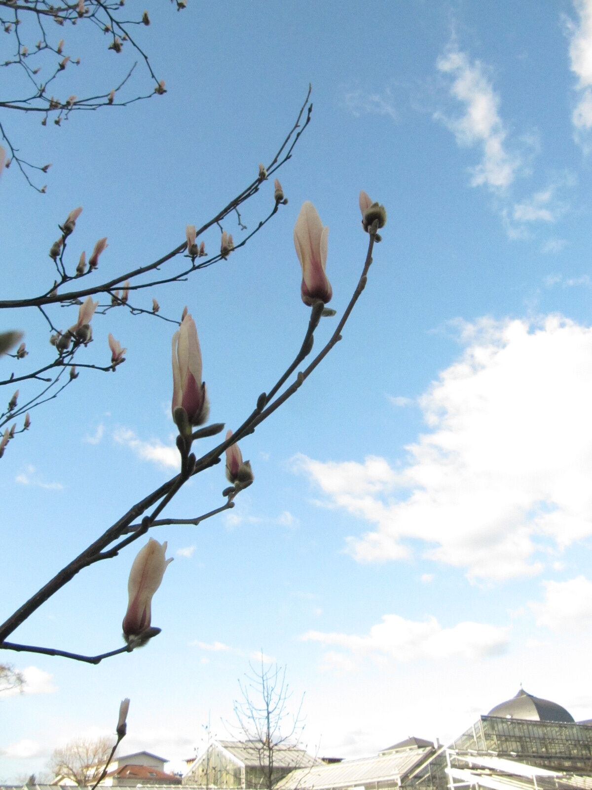 Magnolia biondii - Bonn - Febr. 2023