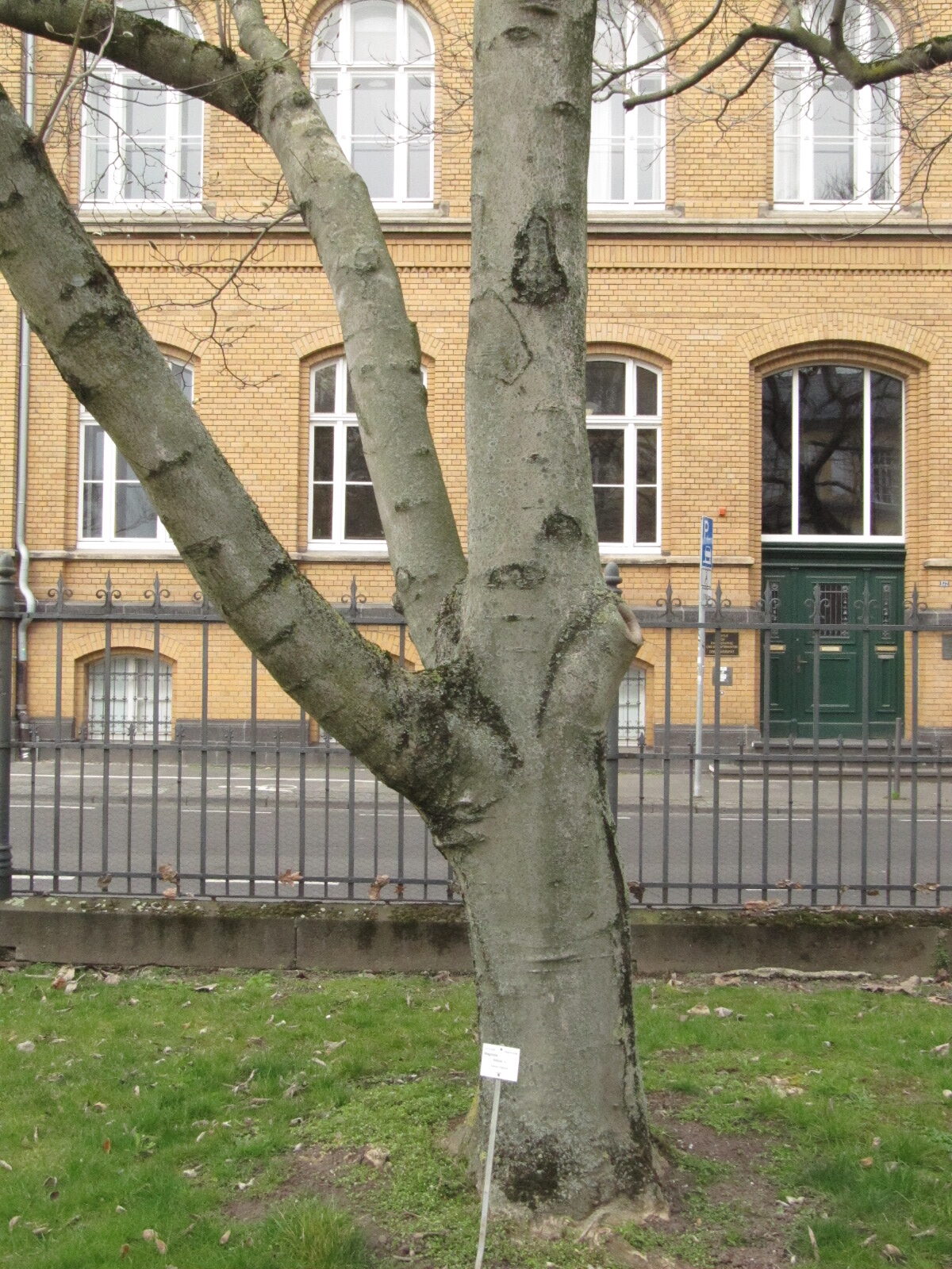 Magnolia kobus - Bonn - März 2023