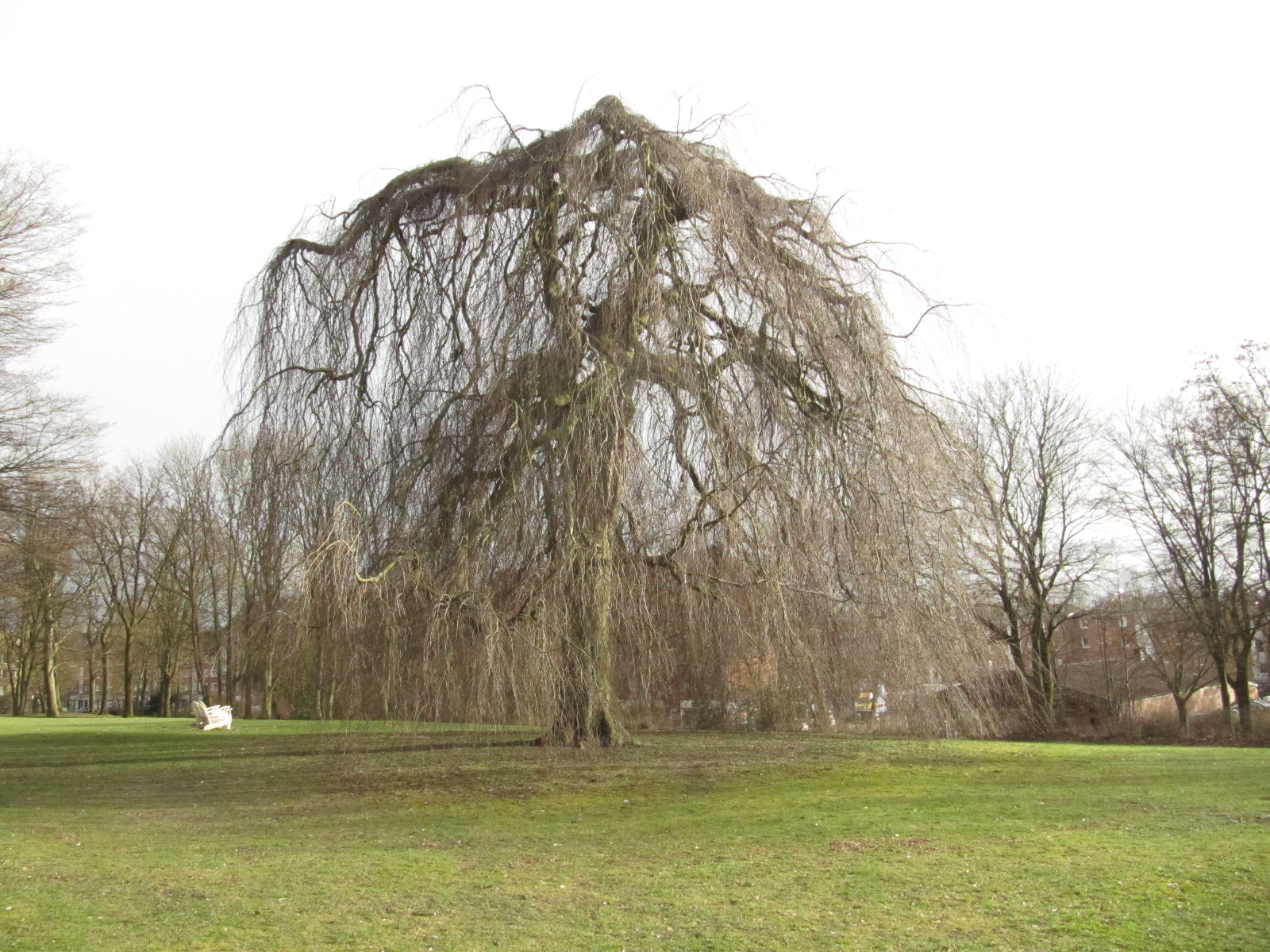 Hänge-Buche - HH Horn Blohms Park - März 2023